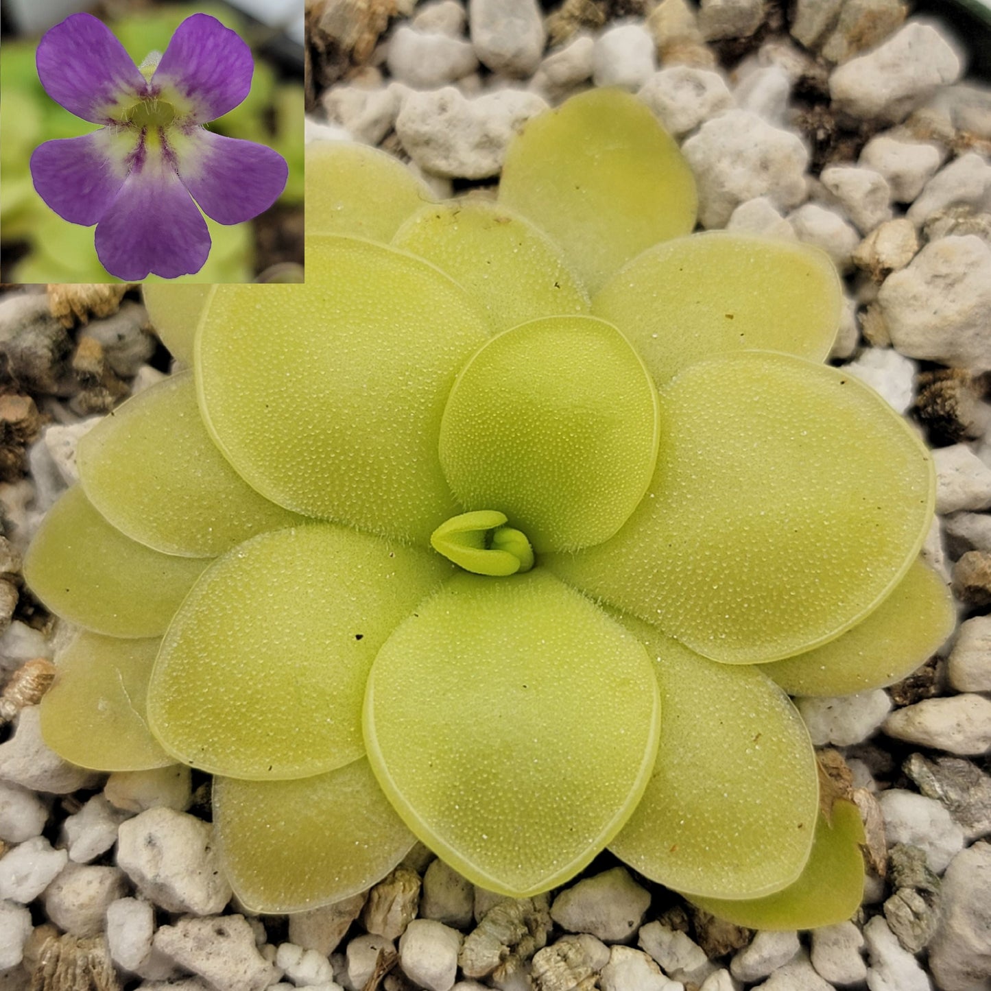 Pinguicula 'Huahuapan' x pilosa