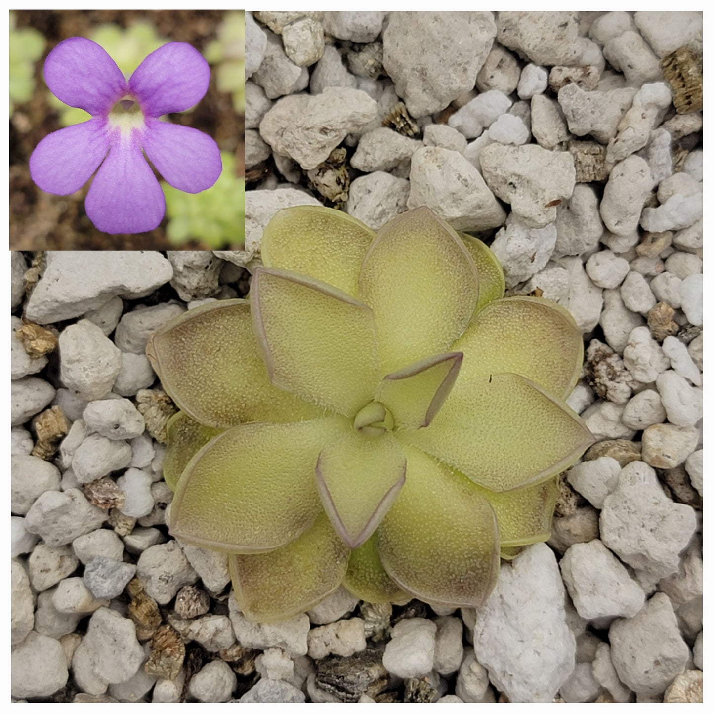 Pinguicula ibarrae {Tlanchinol, Mex} x cyclosecta