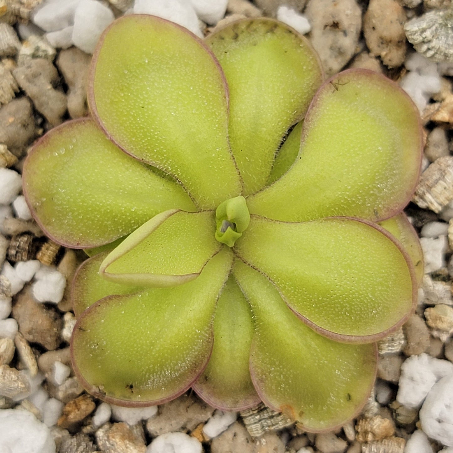 Pinguicula 'Köhres'