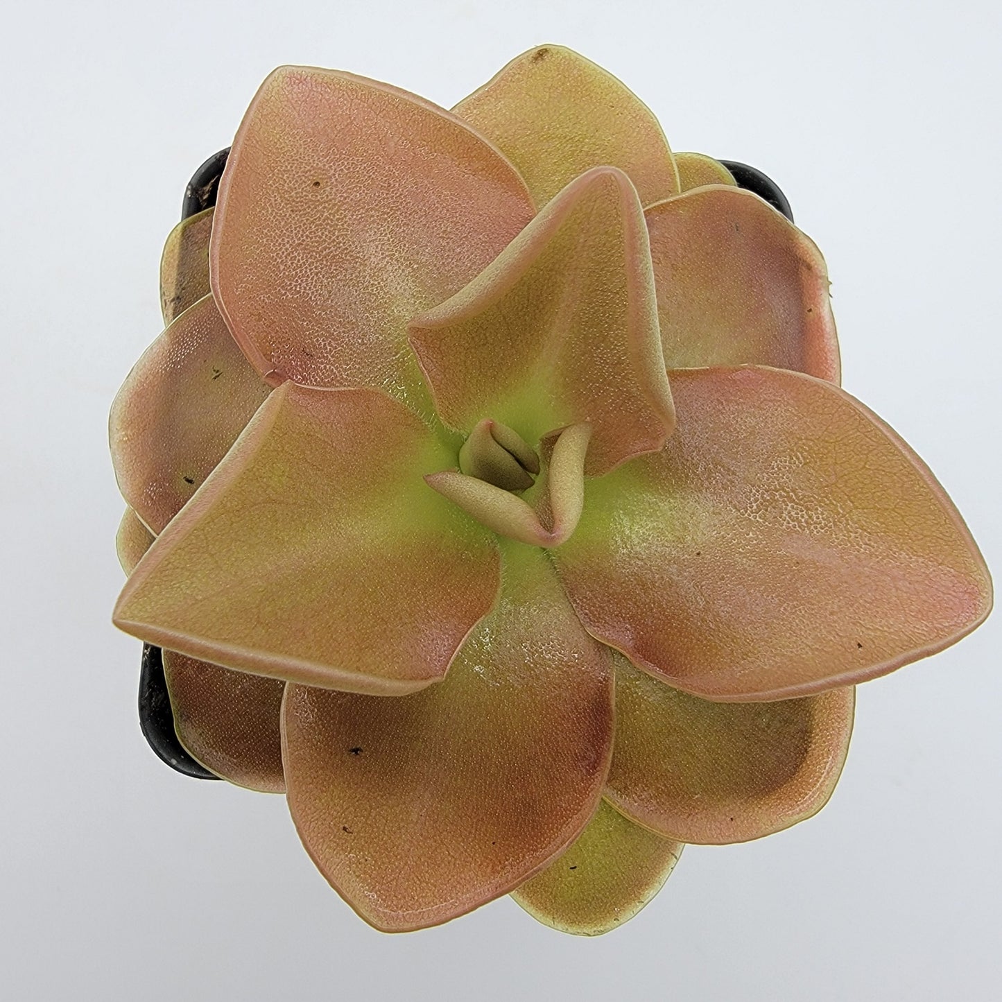 Pinguicula 'Sethos'