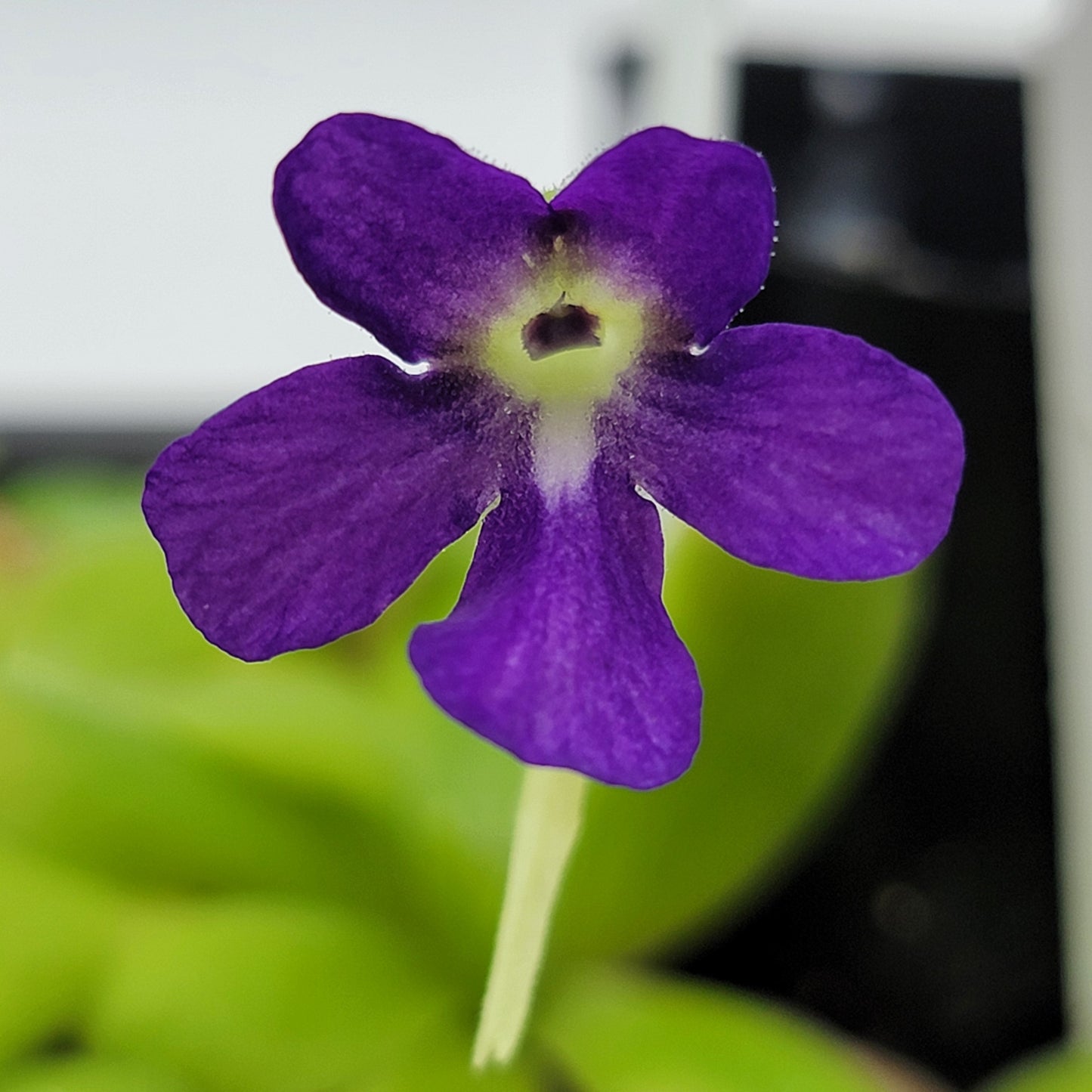 Pinguicula 'Sumidero I'