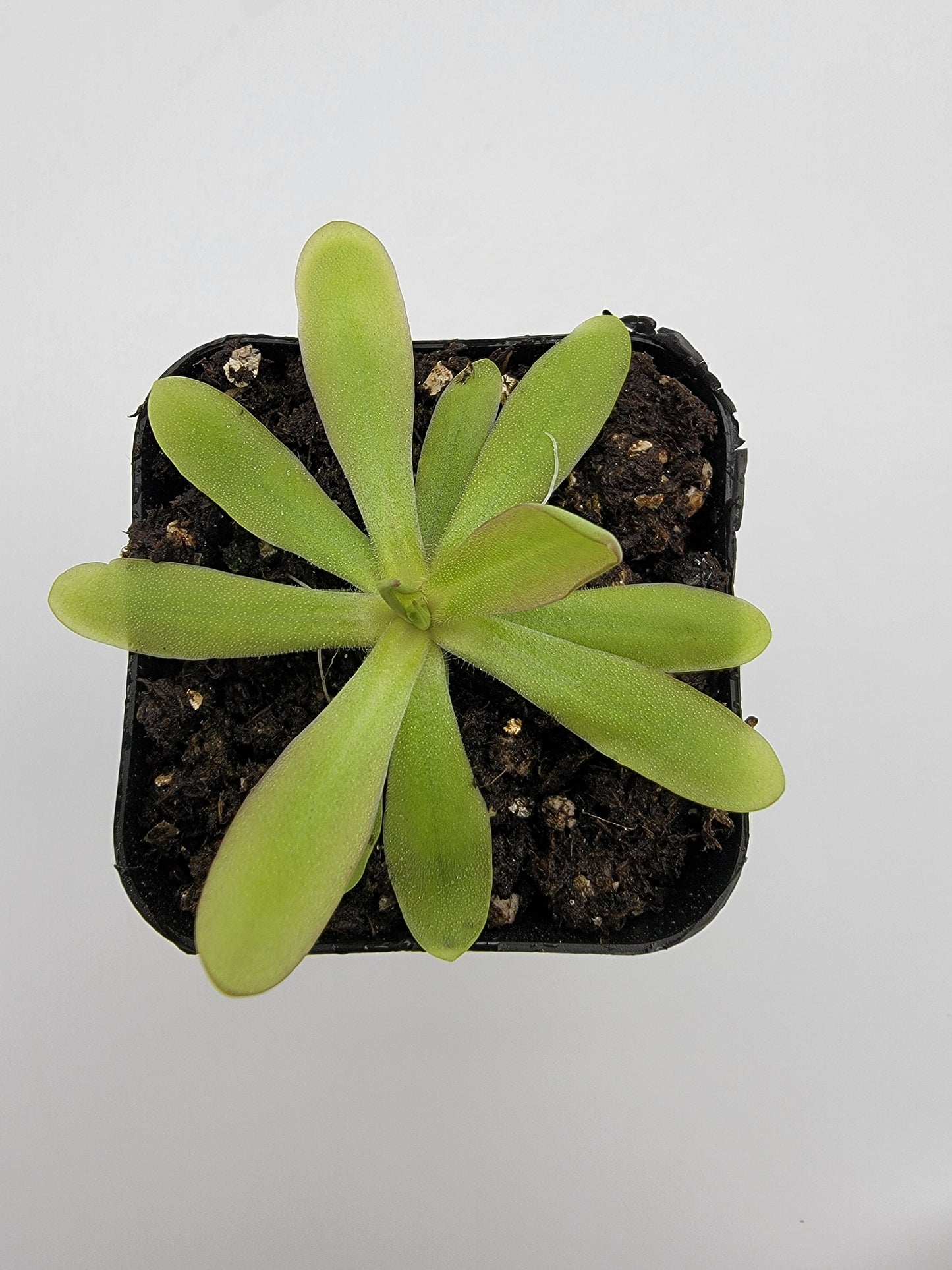 Pinguicula emarginata x moctezumae