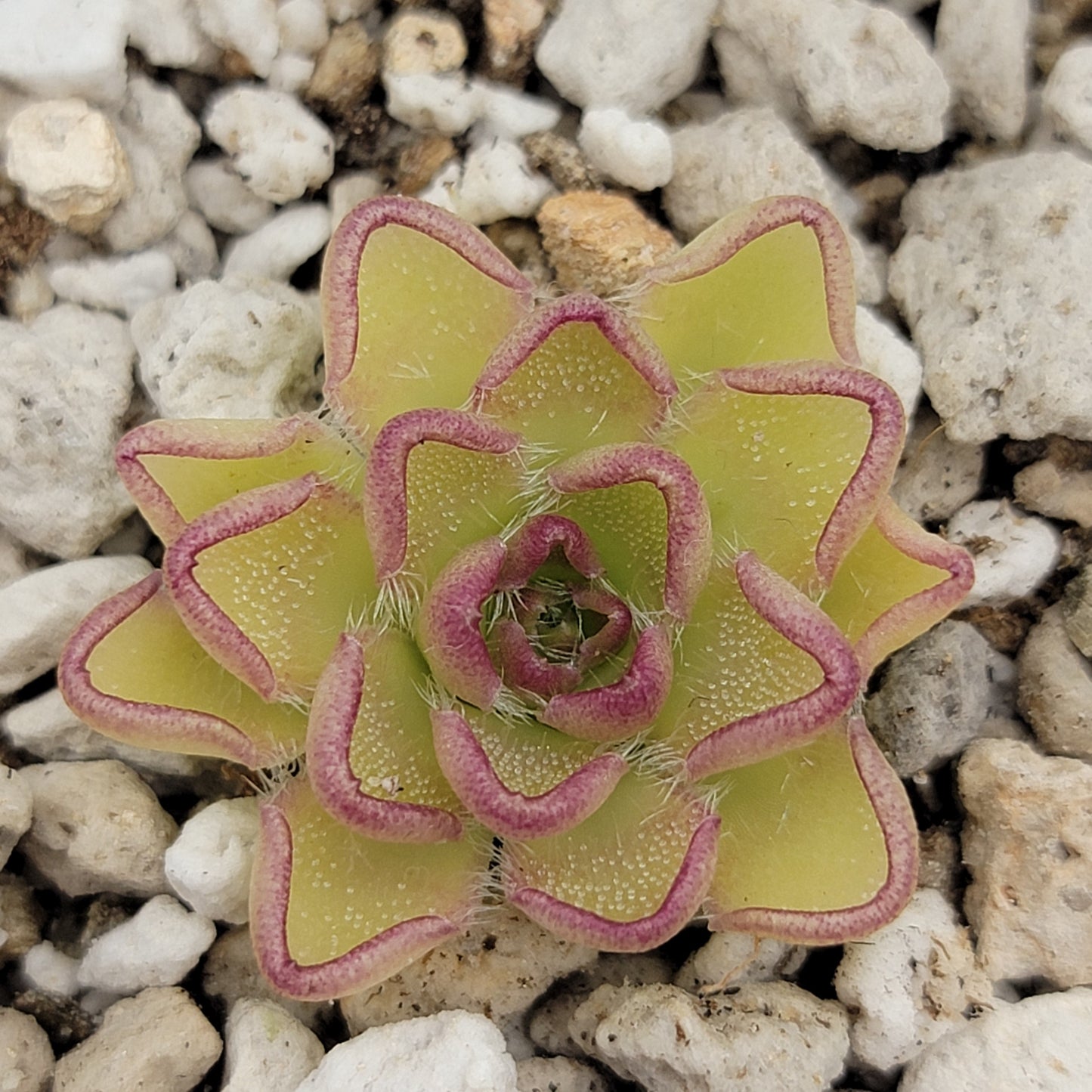 Pinguicula kondoi