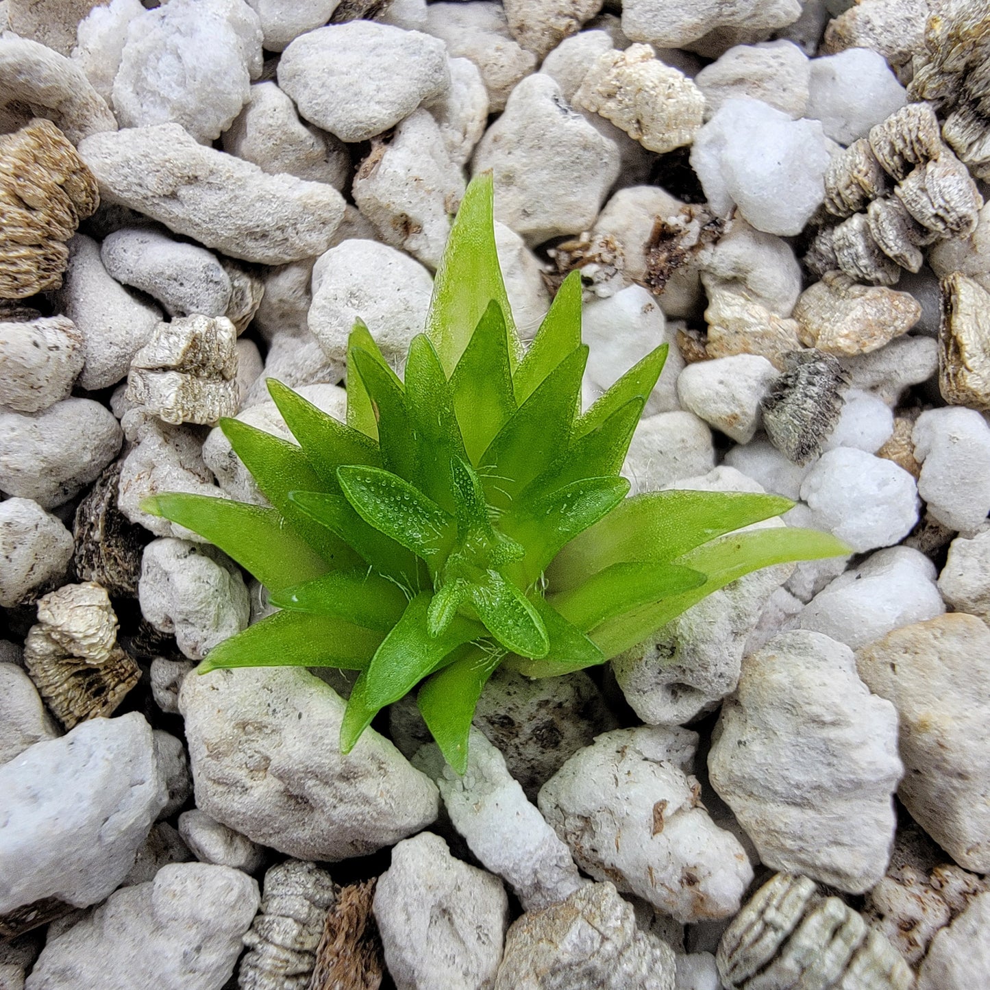 Pinguicula oblongiloba {Patzcuaro, Michoacan}