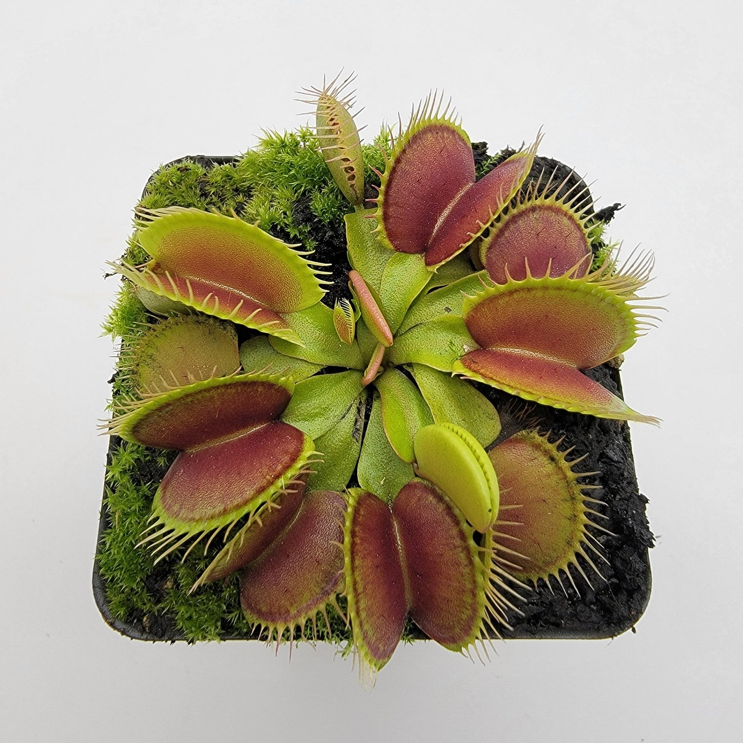 Venus flytrap (Dionaea muscipula) 'Southwest Giant'