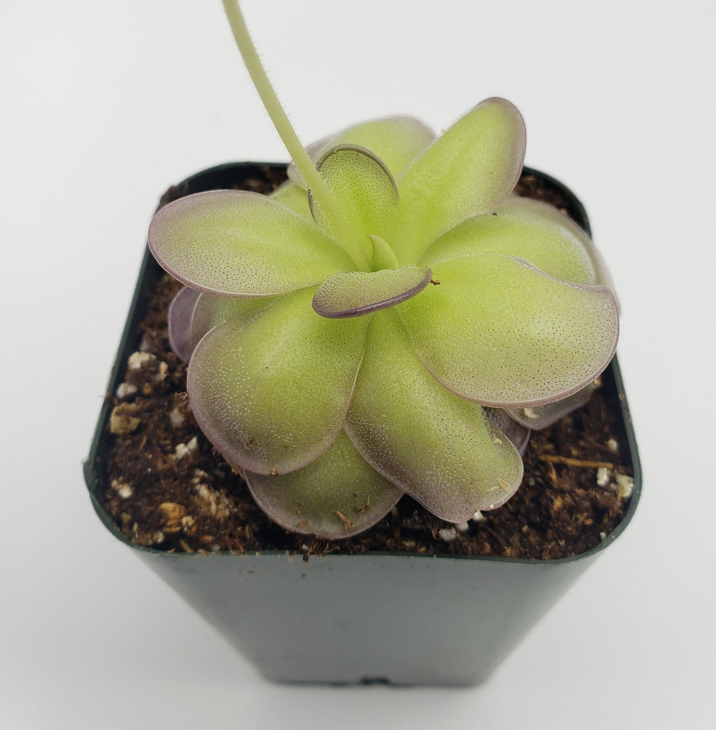 Pinguicula hemiepiphytica x cyclosecta