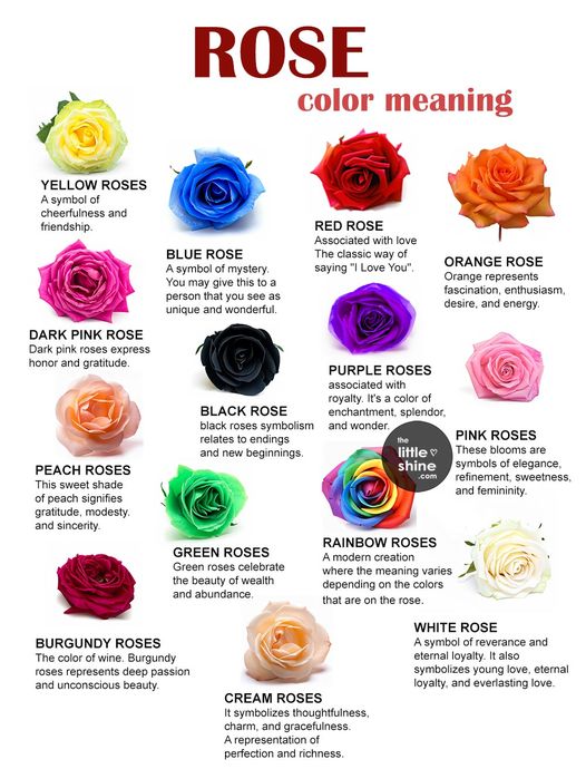 The Meaning Of Different Colored Roses! – Mjs Bohemian Jewels