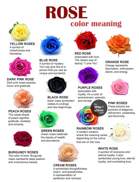 The Meaning of Different Colored Roses!