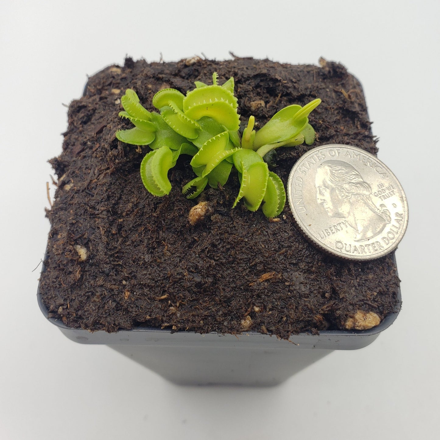 Venus flytrap (Dionaea muscipula) "GJ Giant Cudo"