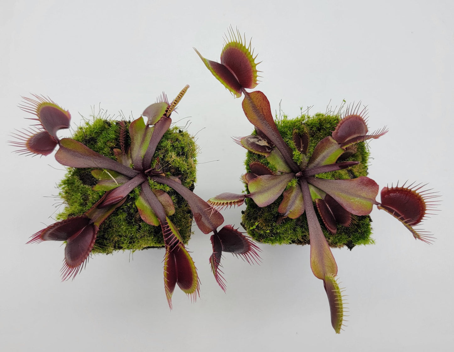 Venus flytrap (Dionaea muscipula) 'Red Burgundy'