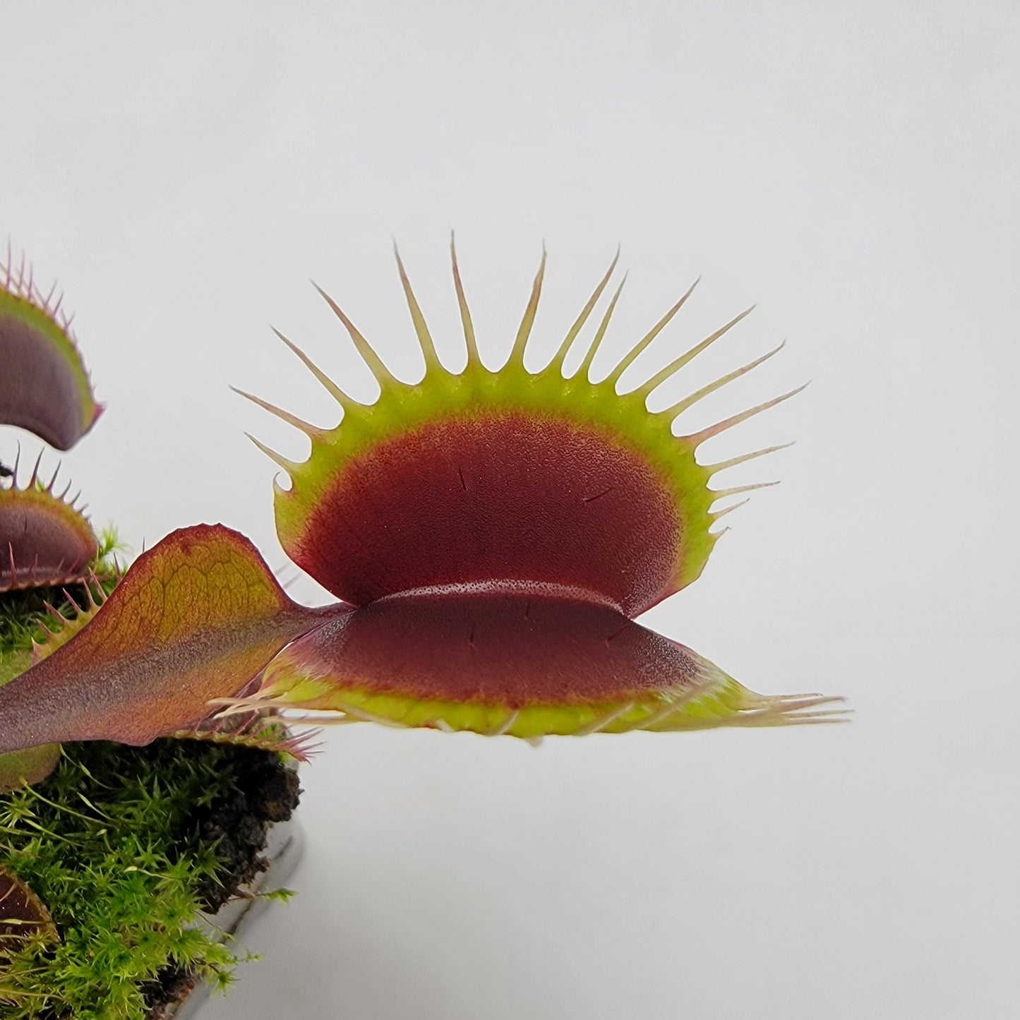 Venus flytrap (Dionaea muscipula) 'Red Burgundy'