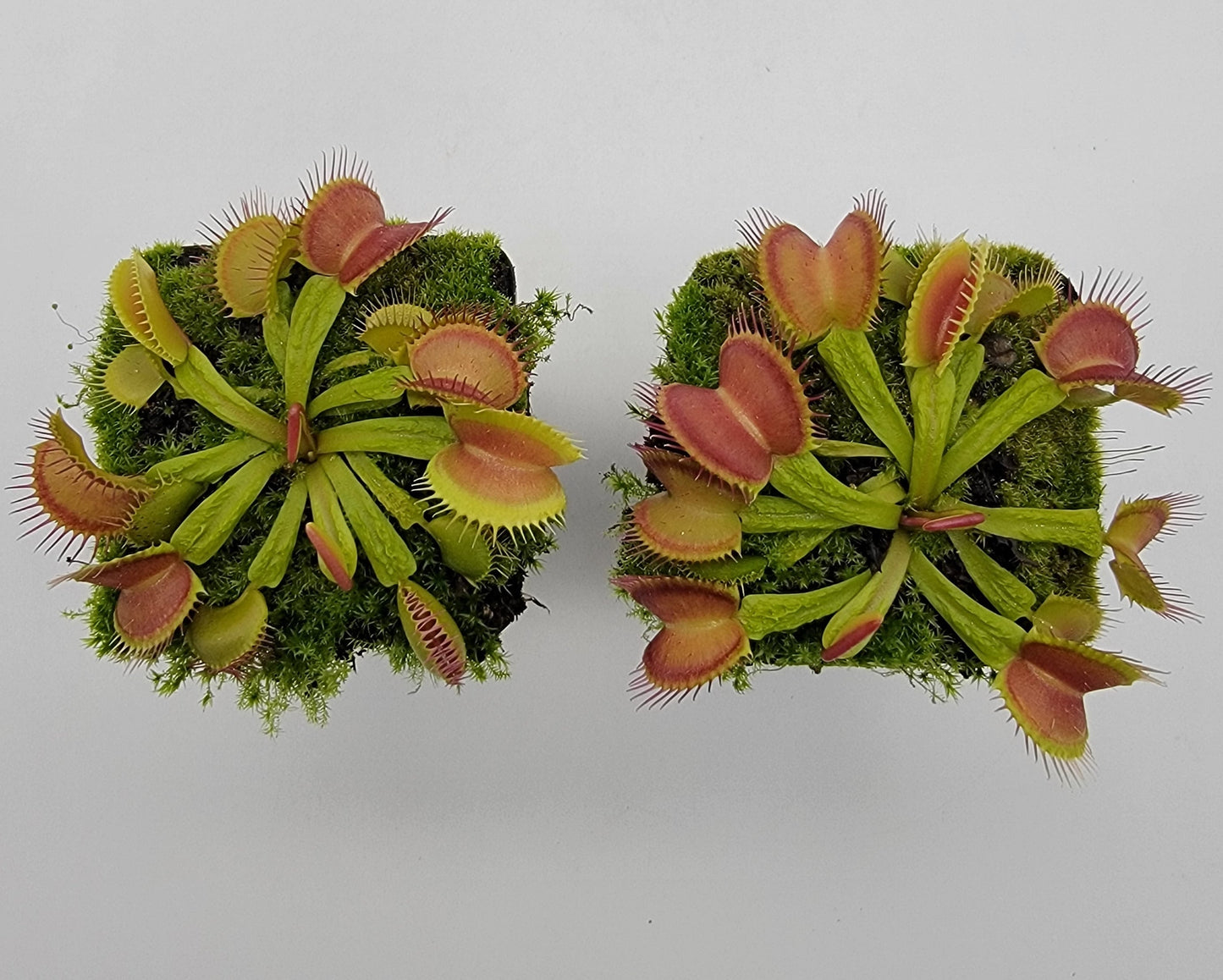 Venus flytrap (Dionaea muscipula) 'Schuppenstiel II'