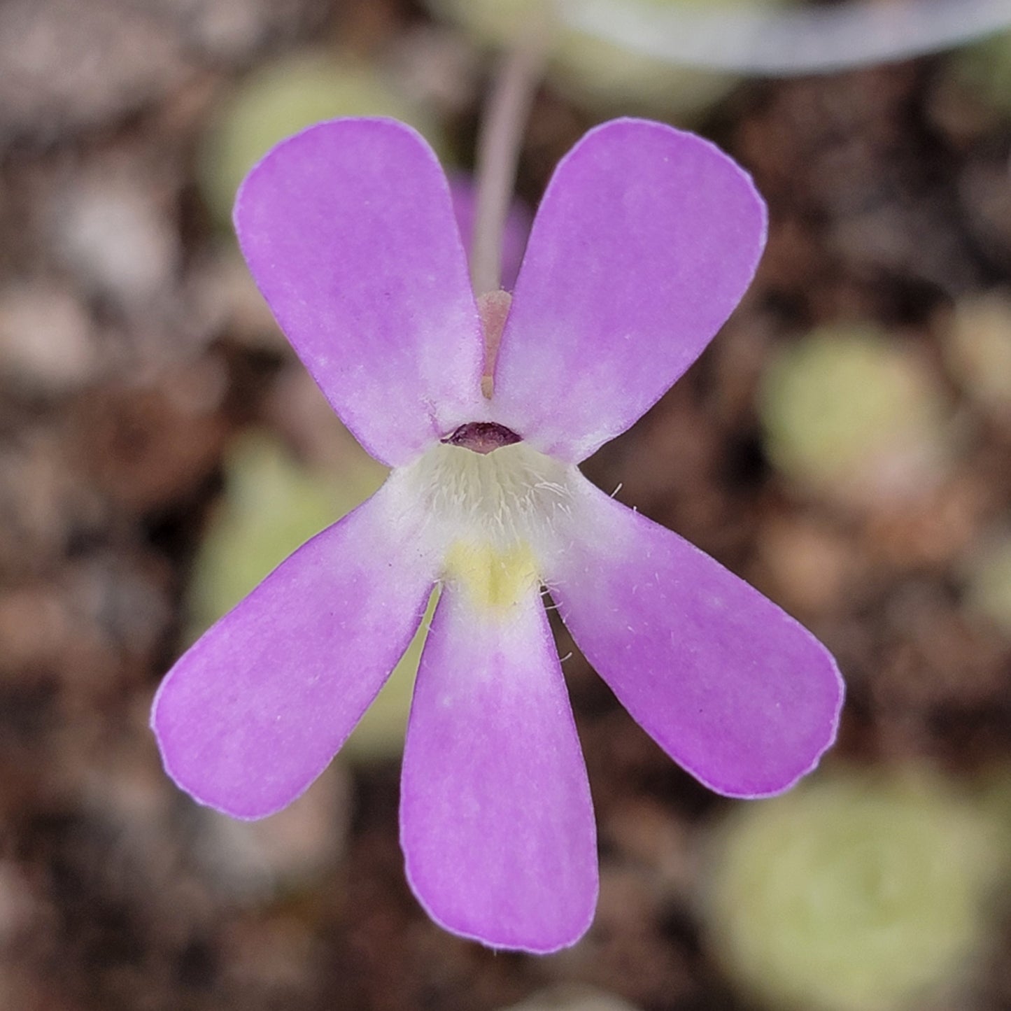 Pinguicula esseriana