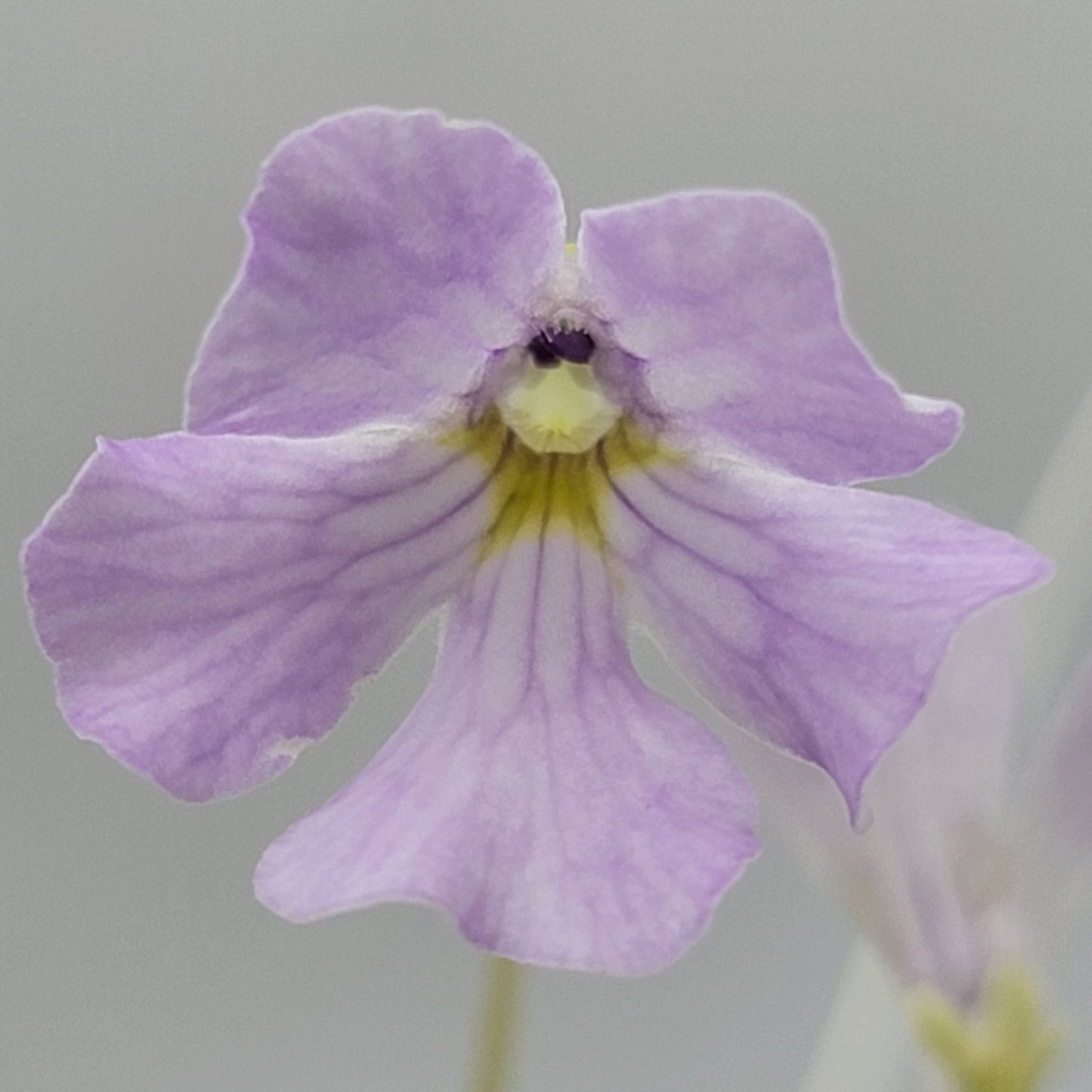Pinguicula mirandae x (laueana CP2 x emarginata)