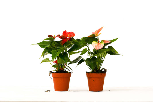 Two Anthurium plants with red and pink flowers in 4-inch pots, isolated on a white background.