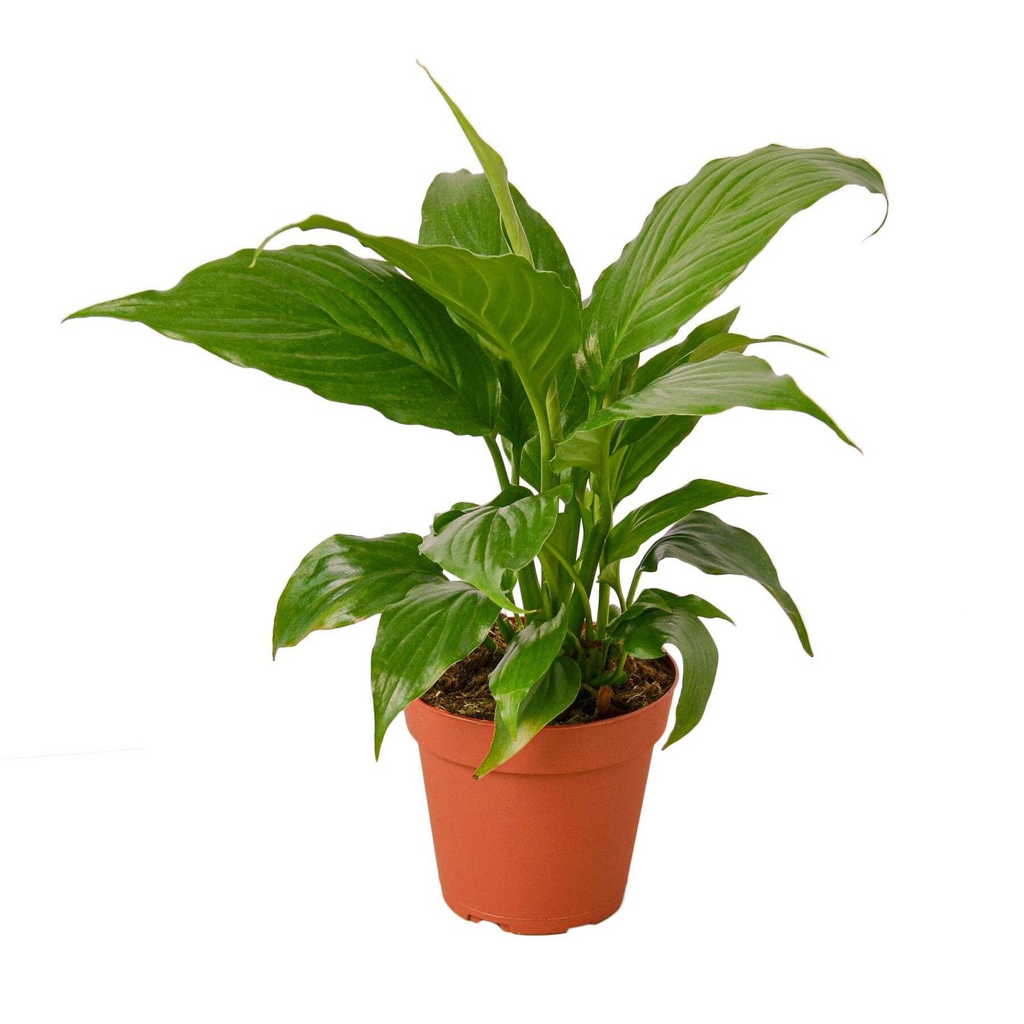 Spathiphyllum 'Peace Lily'-4" Pot