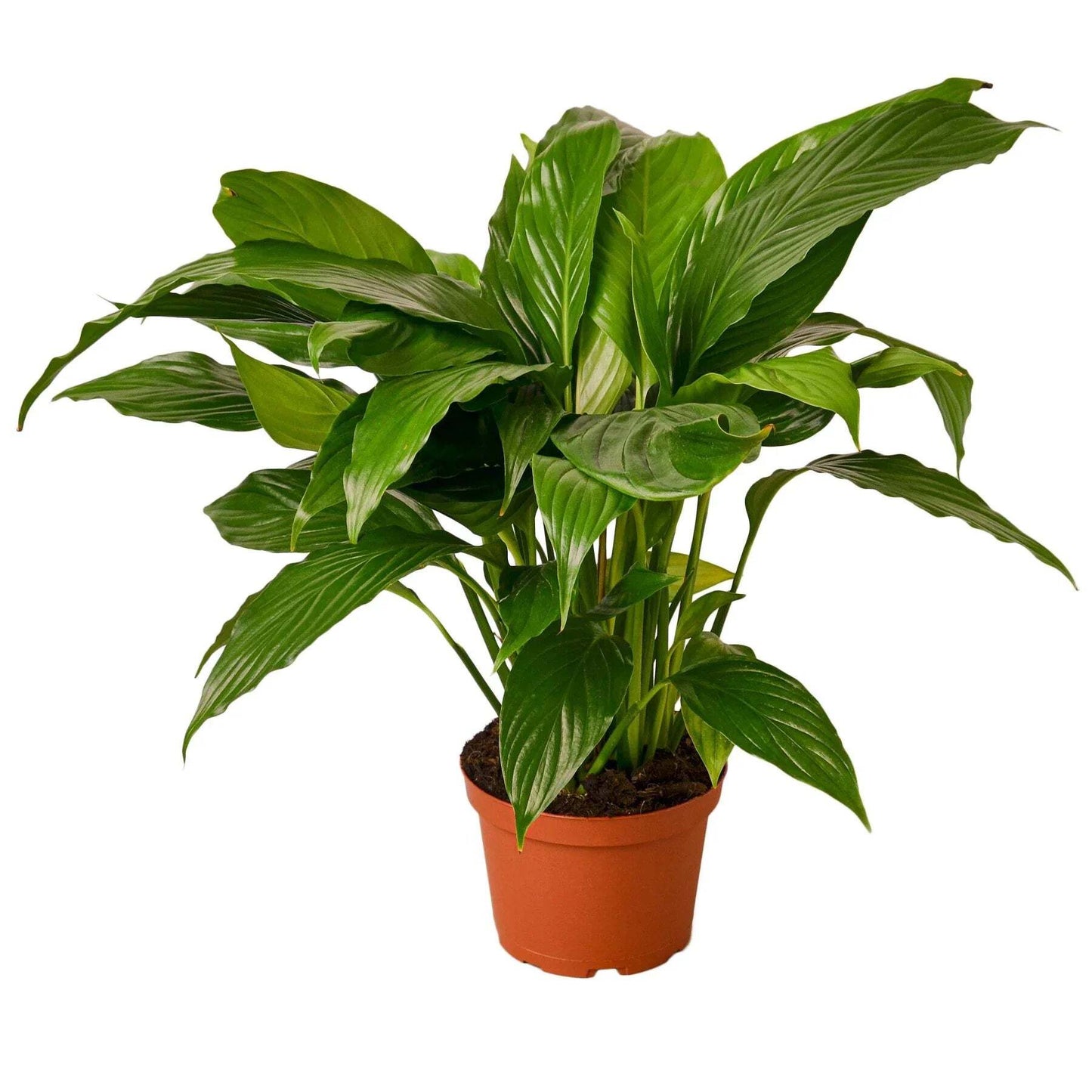 Spathiphyllum 'Peace Lily'-4" Pot
