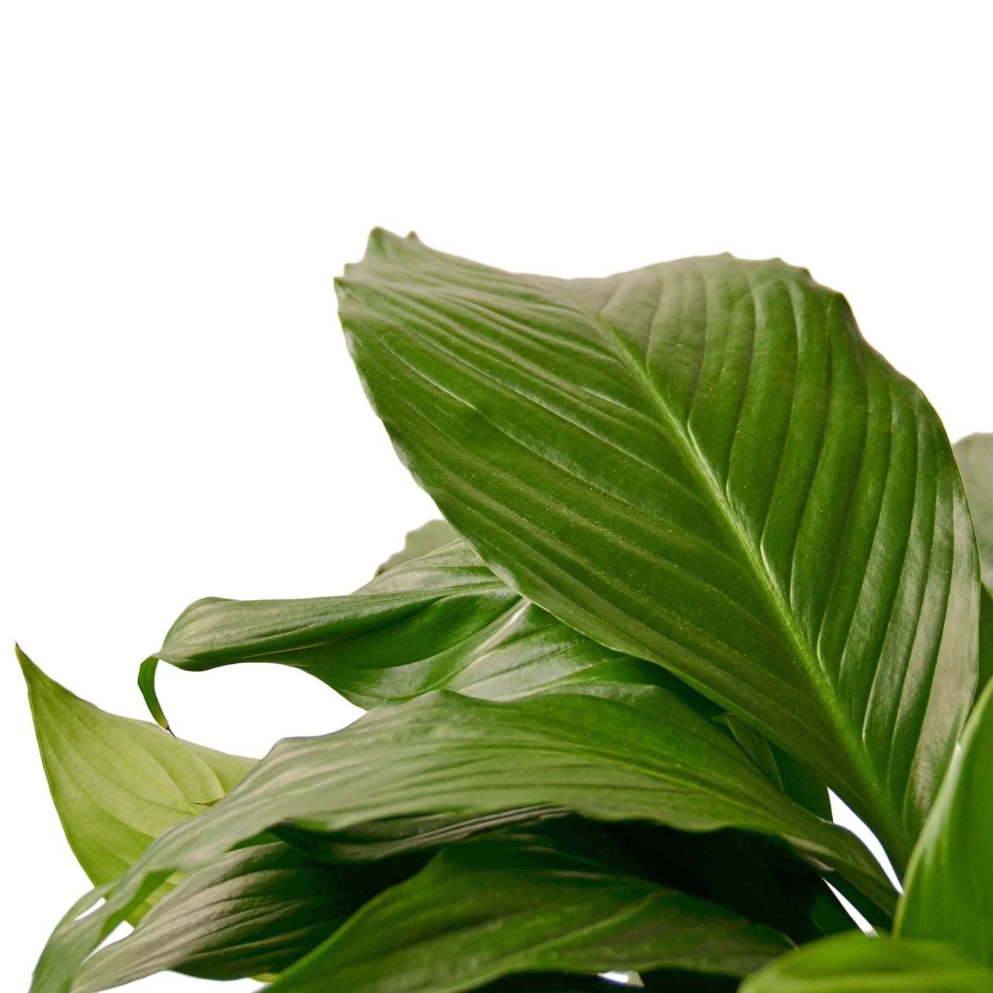 Spathiphyllum 'Peace Lily'-4" Pot