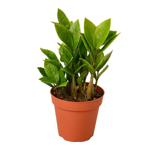 Zamioculcas Zamiifolia ZZ-6" Pot / Nursery Pot