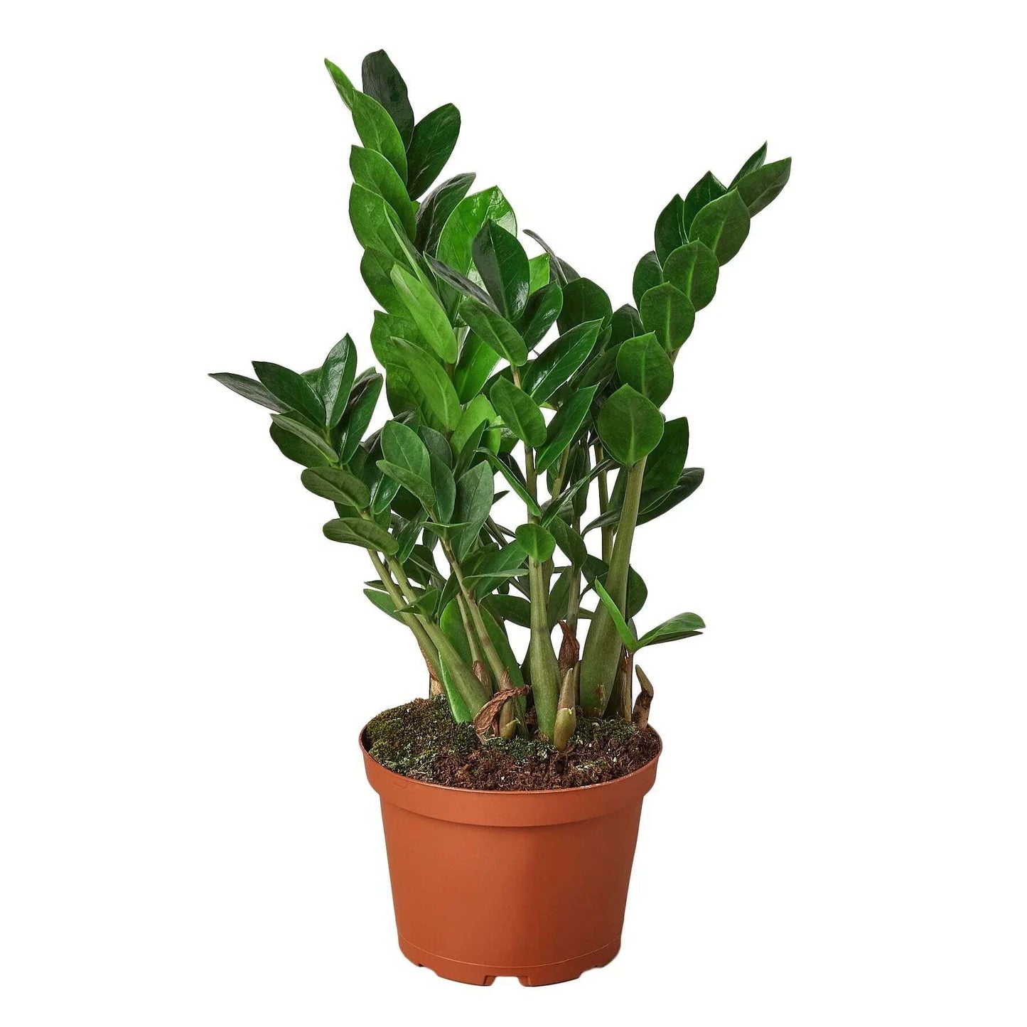 Zamioculcas Zamiifolia ZZ-6" Pot / Nursery Pot