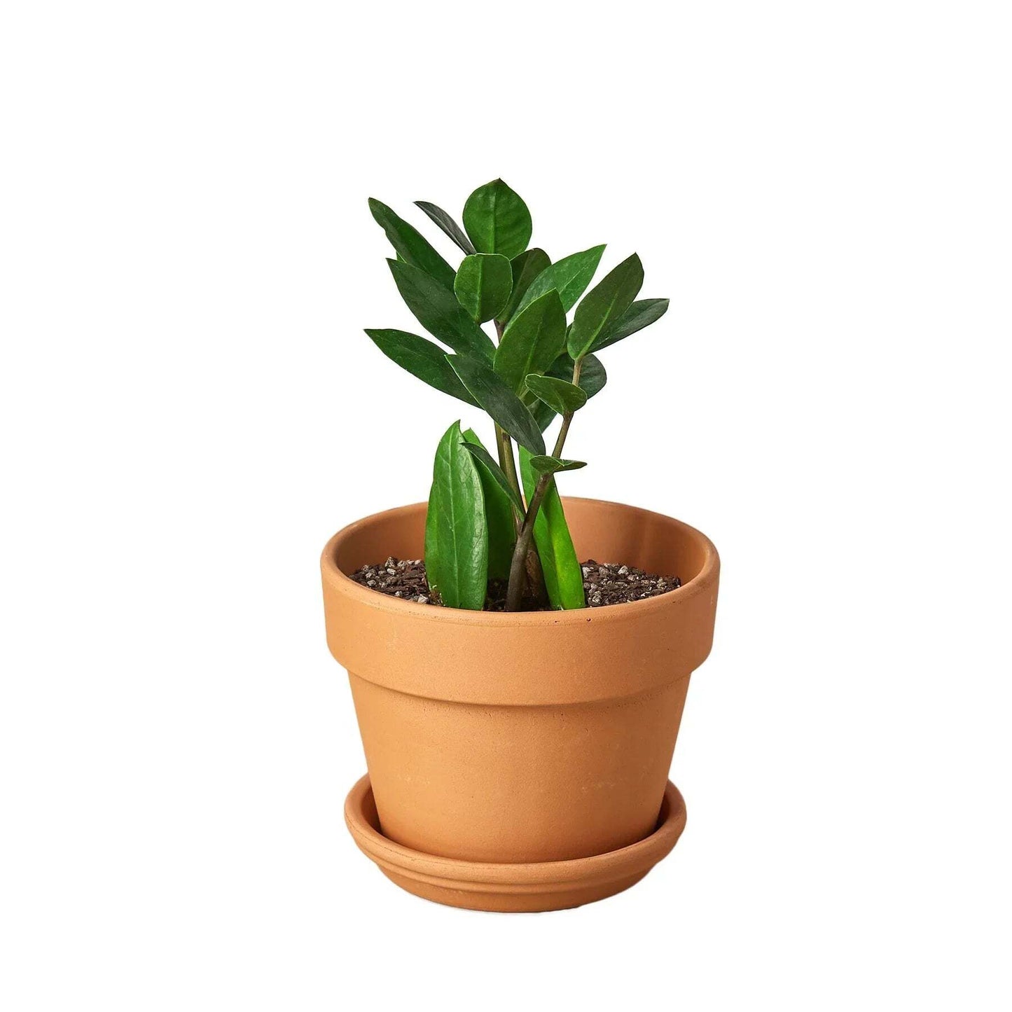 Zamioculcas Zamiifolia ZZ-6" Pot / Nursery Pot