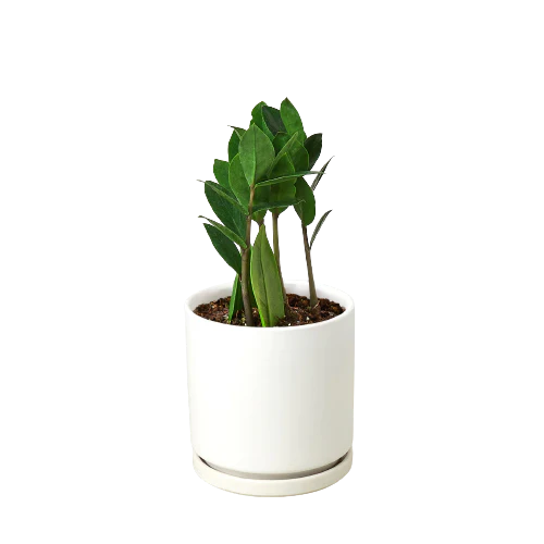 Zamioculcas Zamiifolia ZZ-6" Pot / Nursery Pot