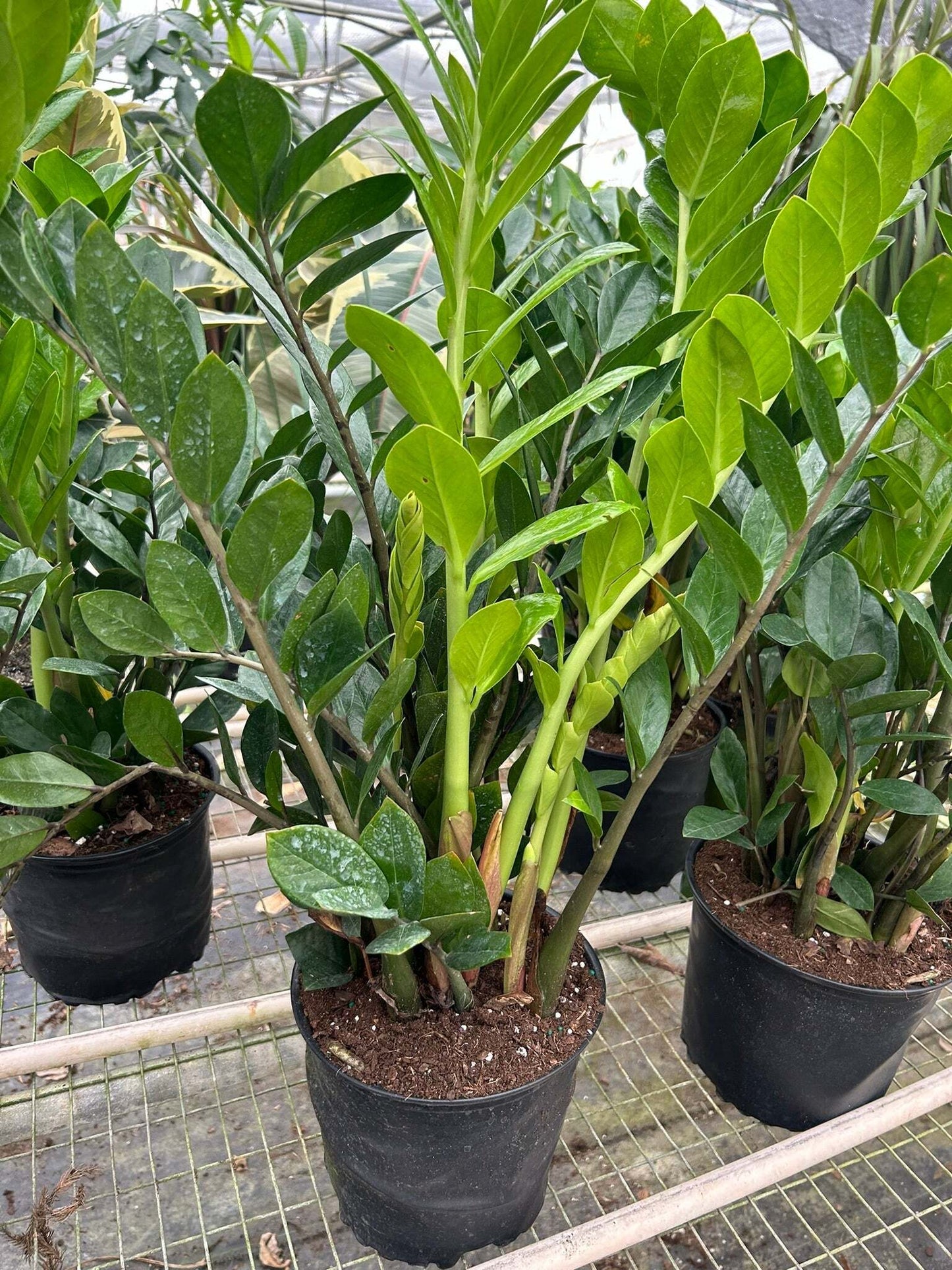 Zamioculcas Zamiifolia ZZ-6" Pot / Nursery Pot