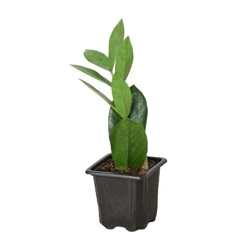 Zamioculcas Zamiifolia ZZ-6" Pot / Nursery Pot