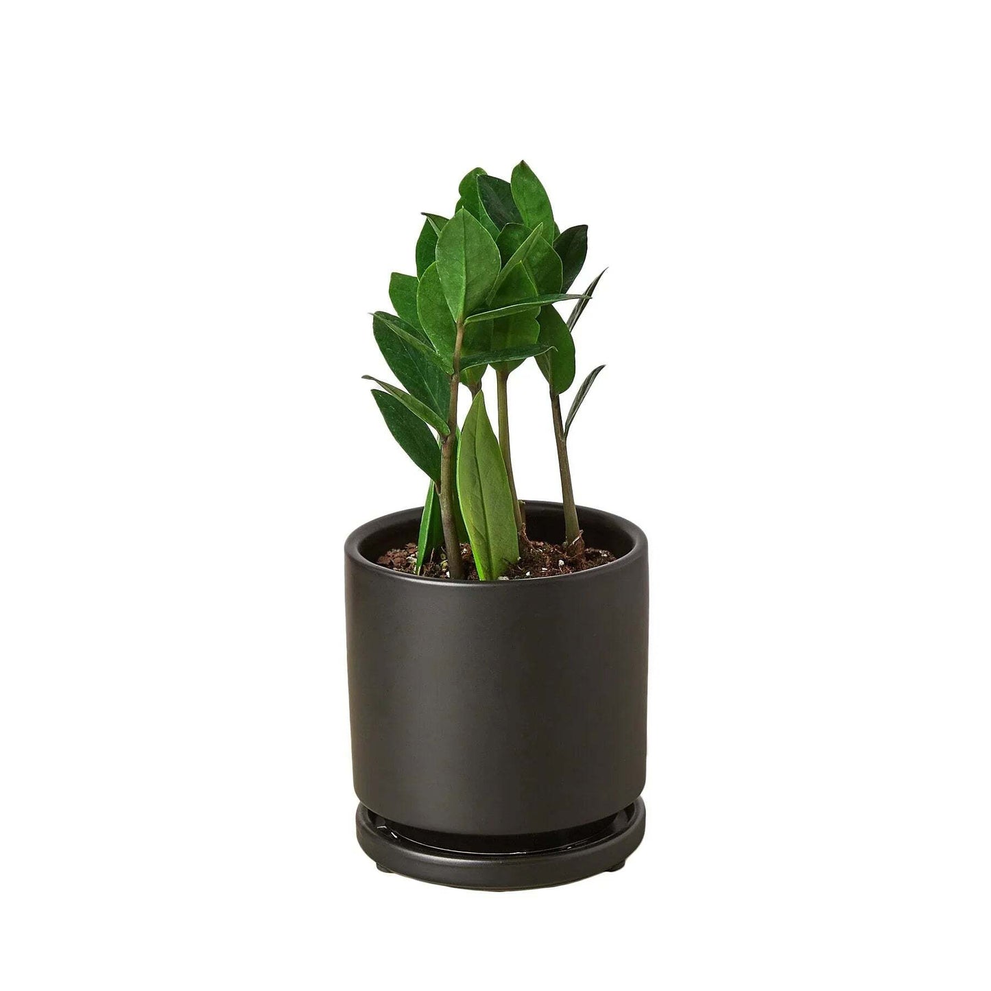 Zamioculcas Zamiifolia ZZ-6" Pot / Nursery Pot