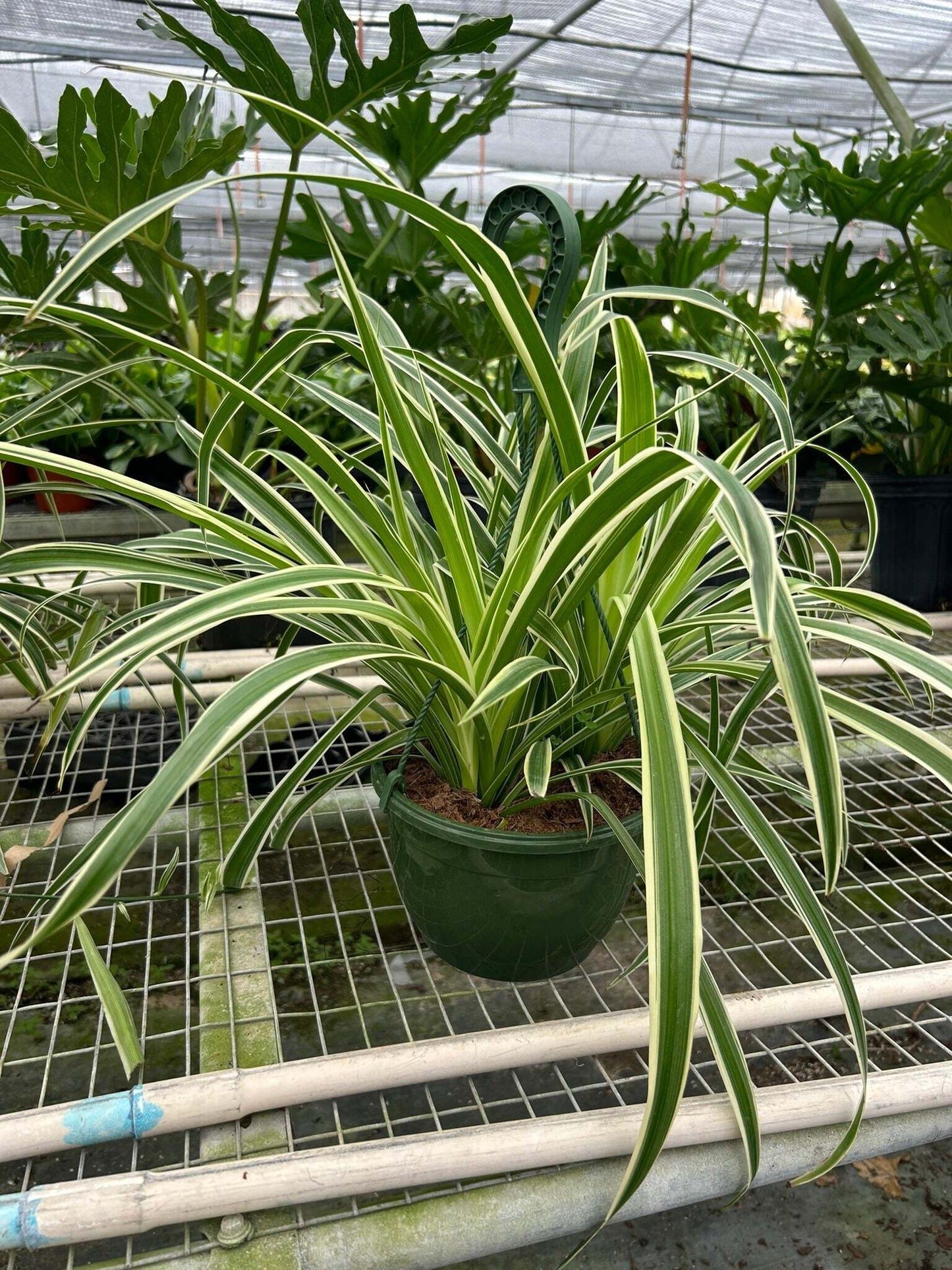 Spider Plant Reverse-8" Pot