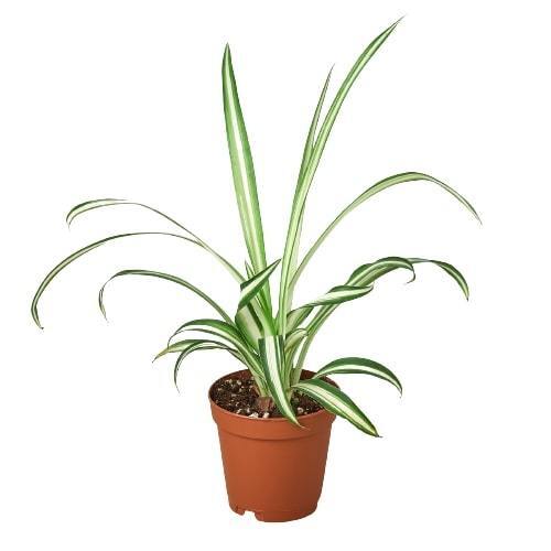 Spider Plant Reverse-8" Pot