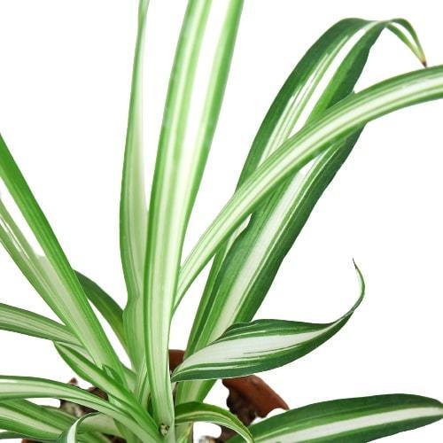Spider Plant Reverse-8" Pot