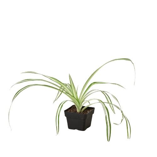 Spider Plant Reverse-8" Pot