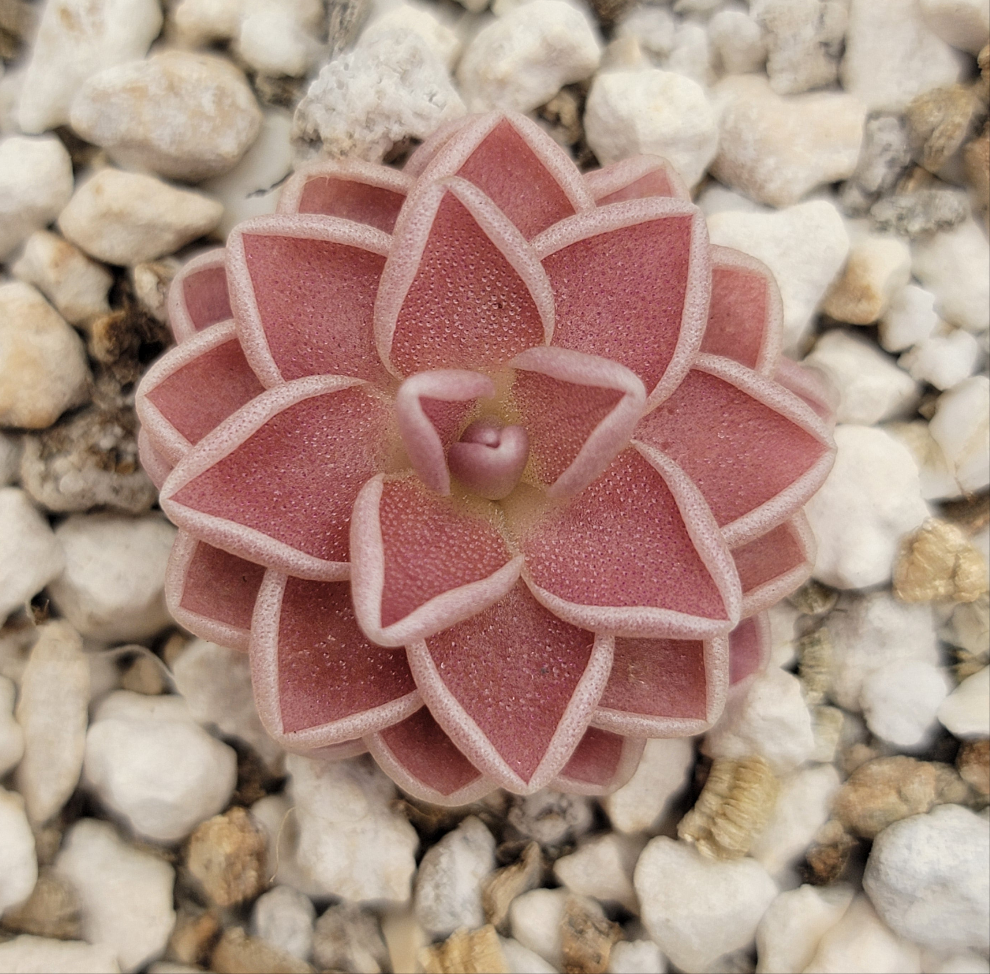 Pinguicula ehlersiae {Tolantongo}
