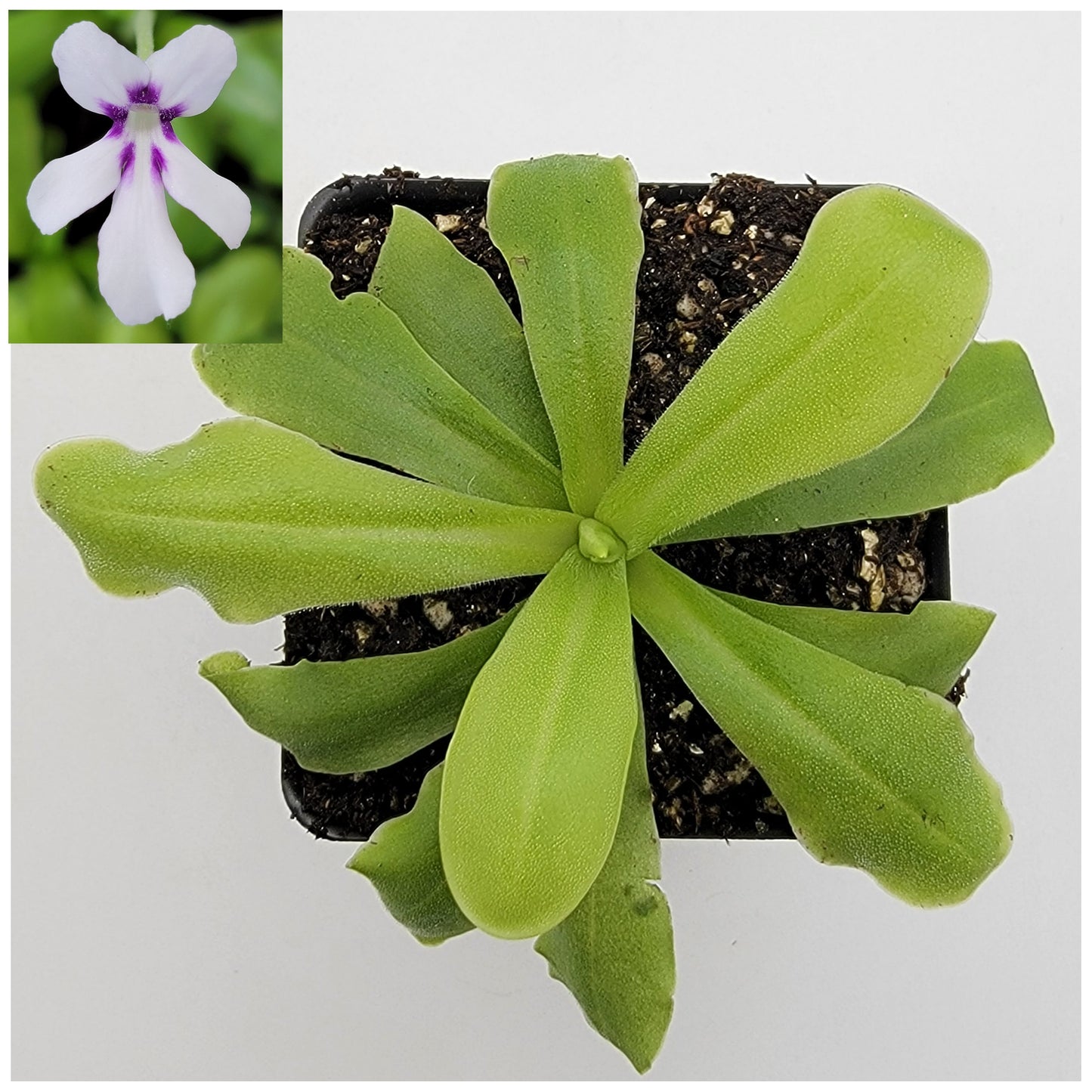 Pinguicula 'ANPA A'