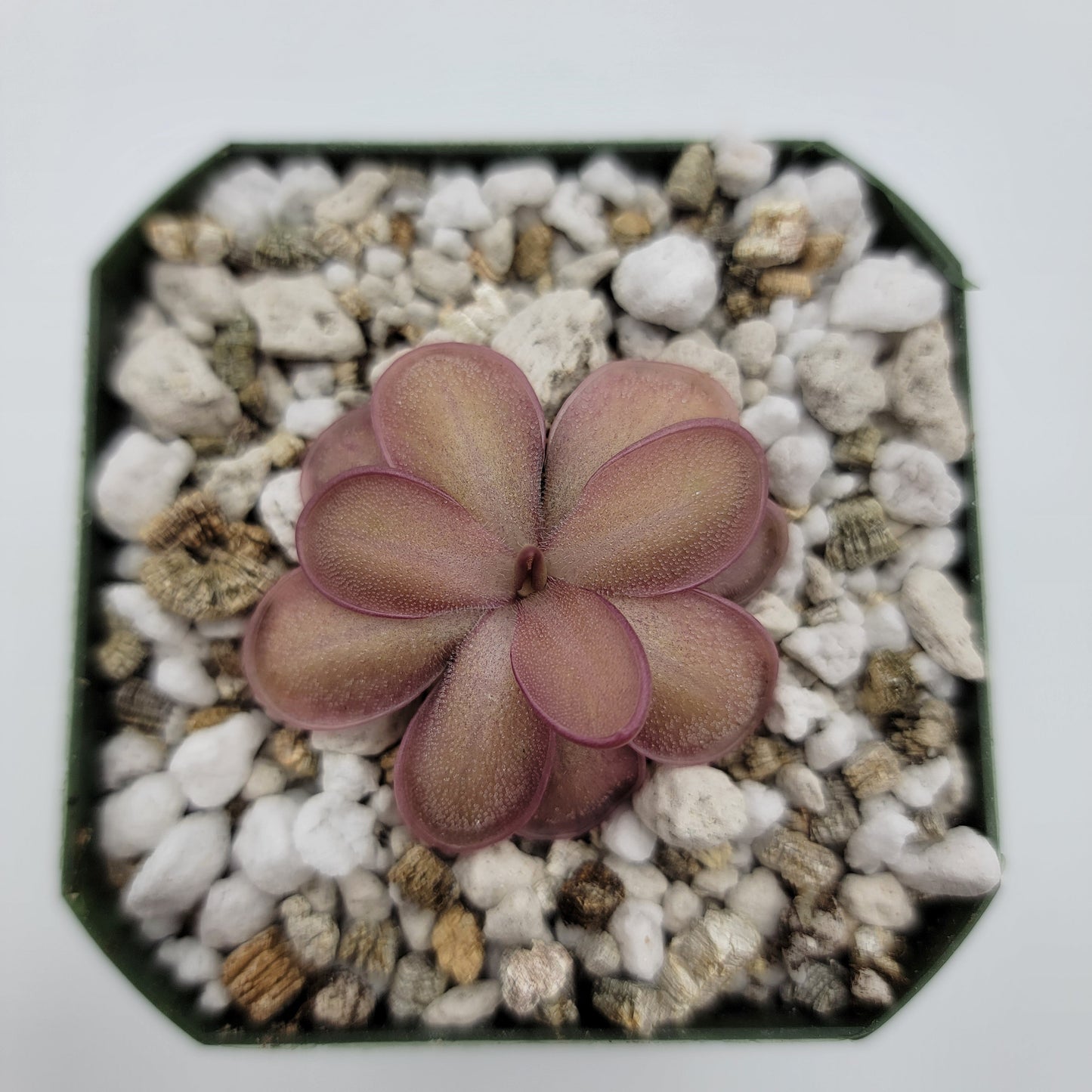 Pinguicula "ANPA A" x laueana