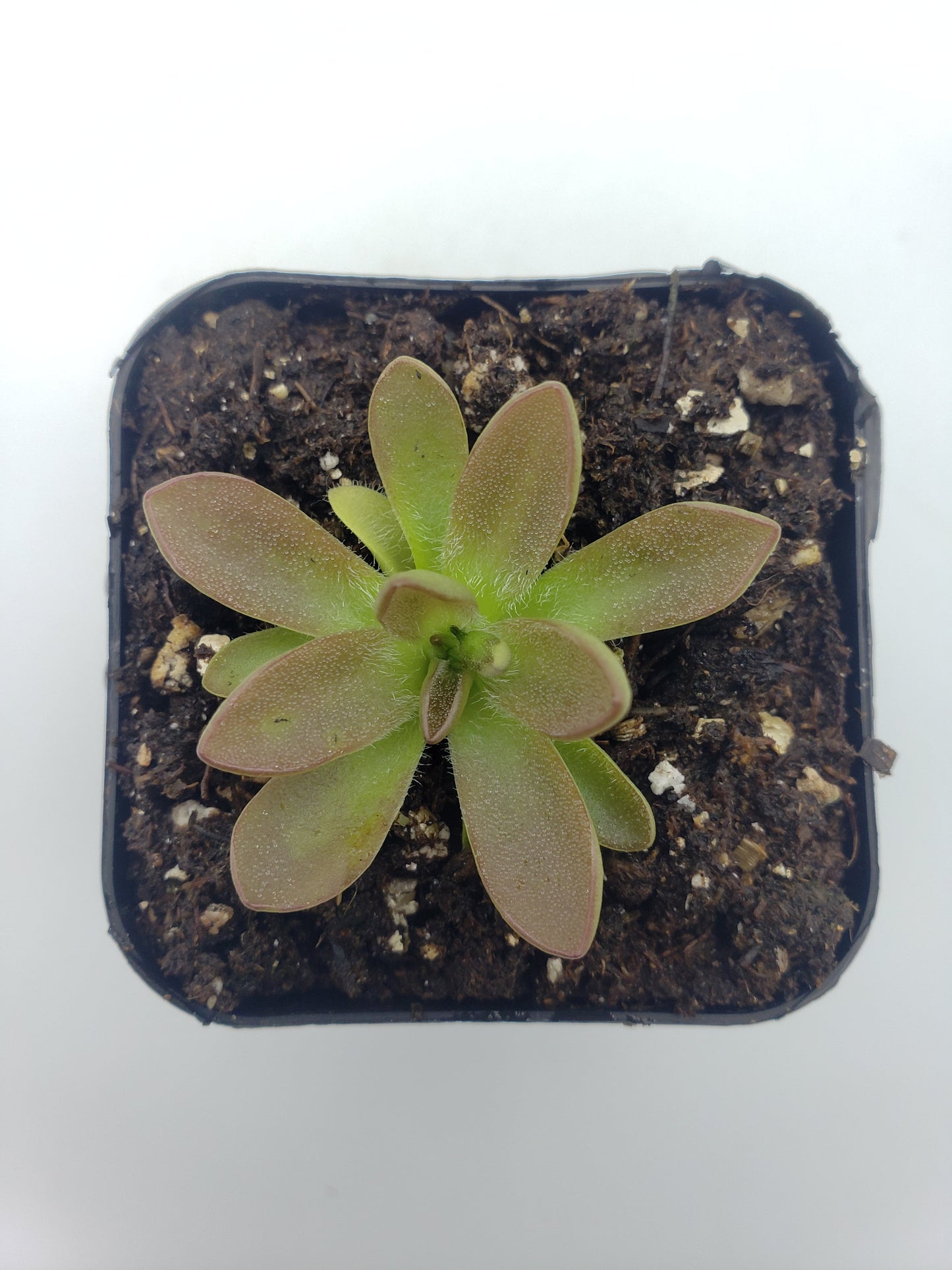 Pinguicula cv. 'BCP Crystal'