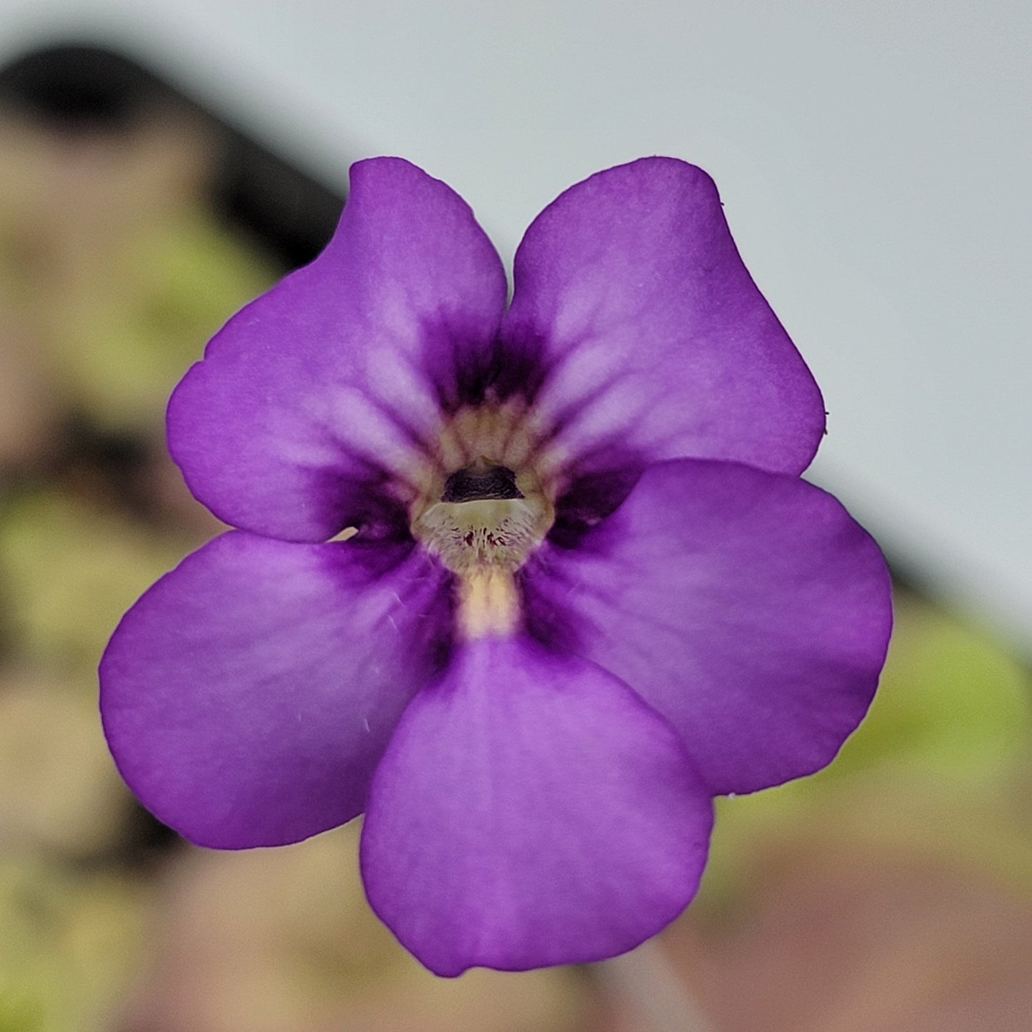 Pinguicula "Jellyfish"