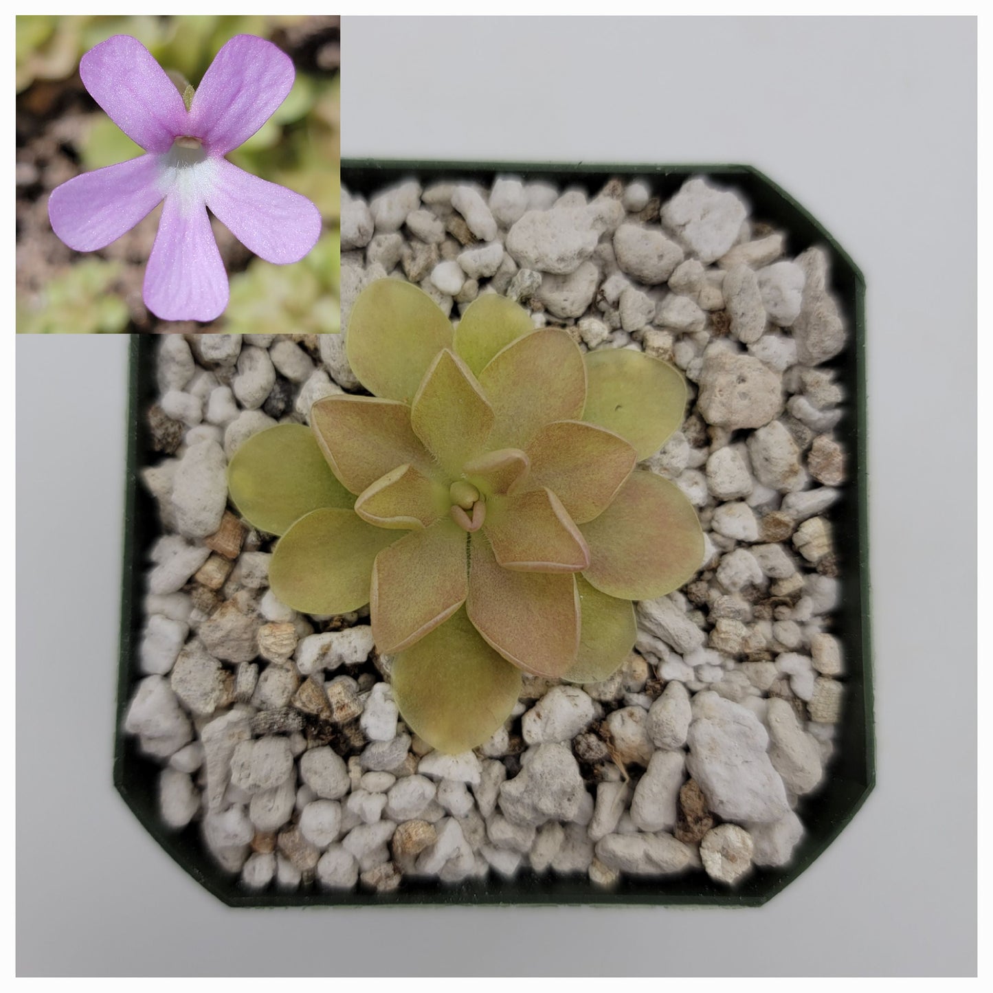 Pinguicula 'Sethos' x 'Weser'