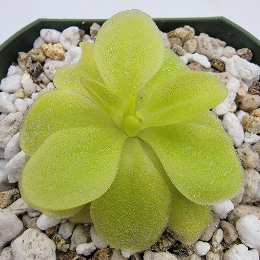 Pinguicula 'Sumidero II'