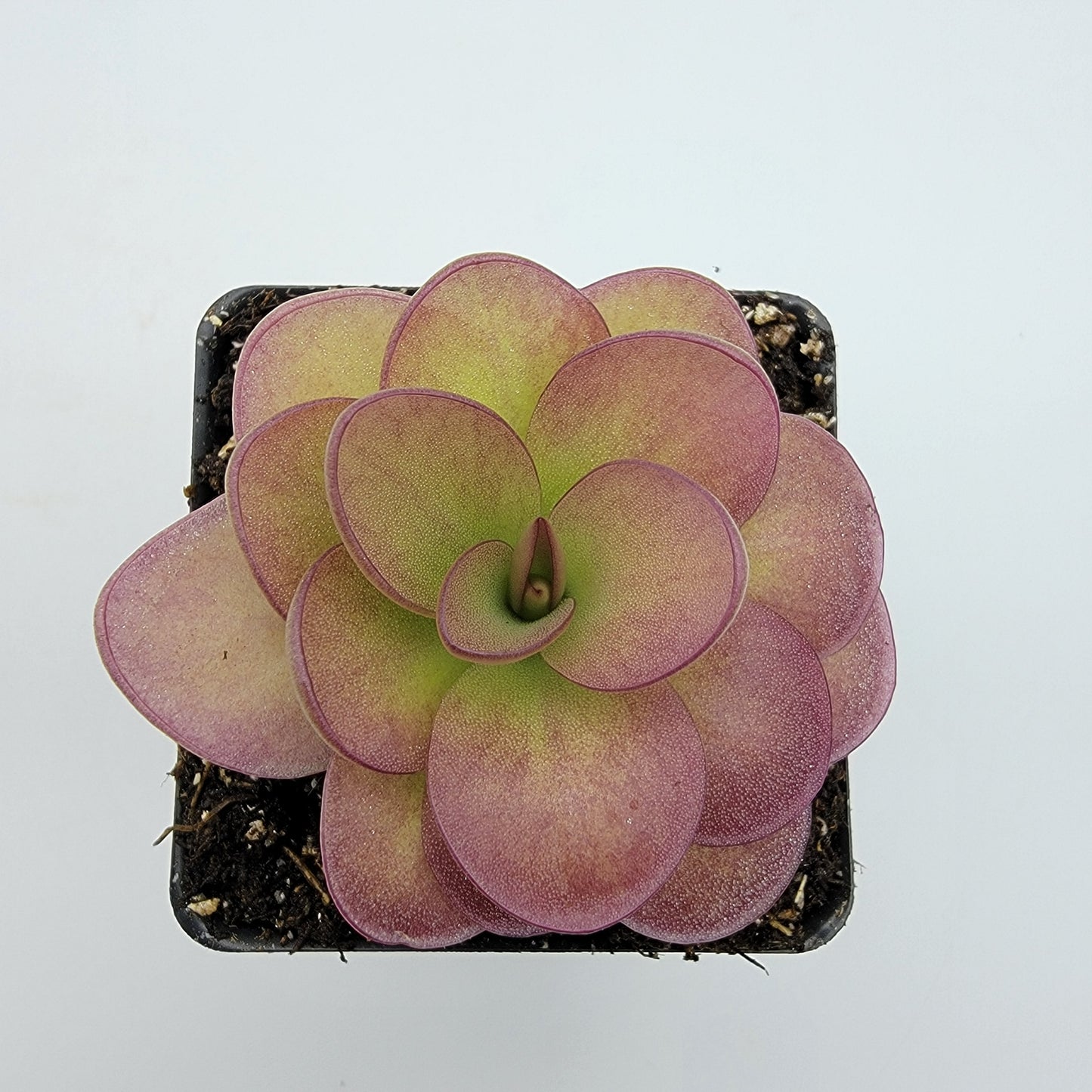 Pinguicula 'Weser' x agnata 'El Lobo'