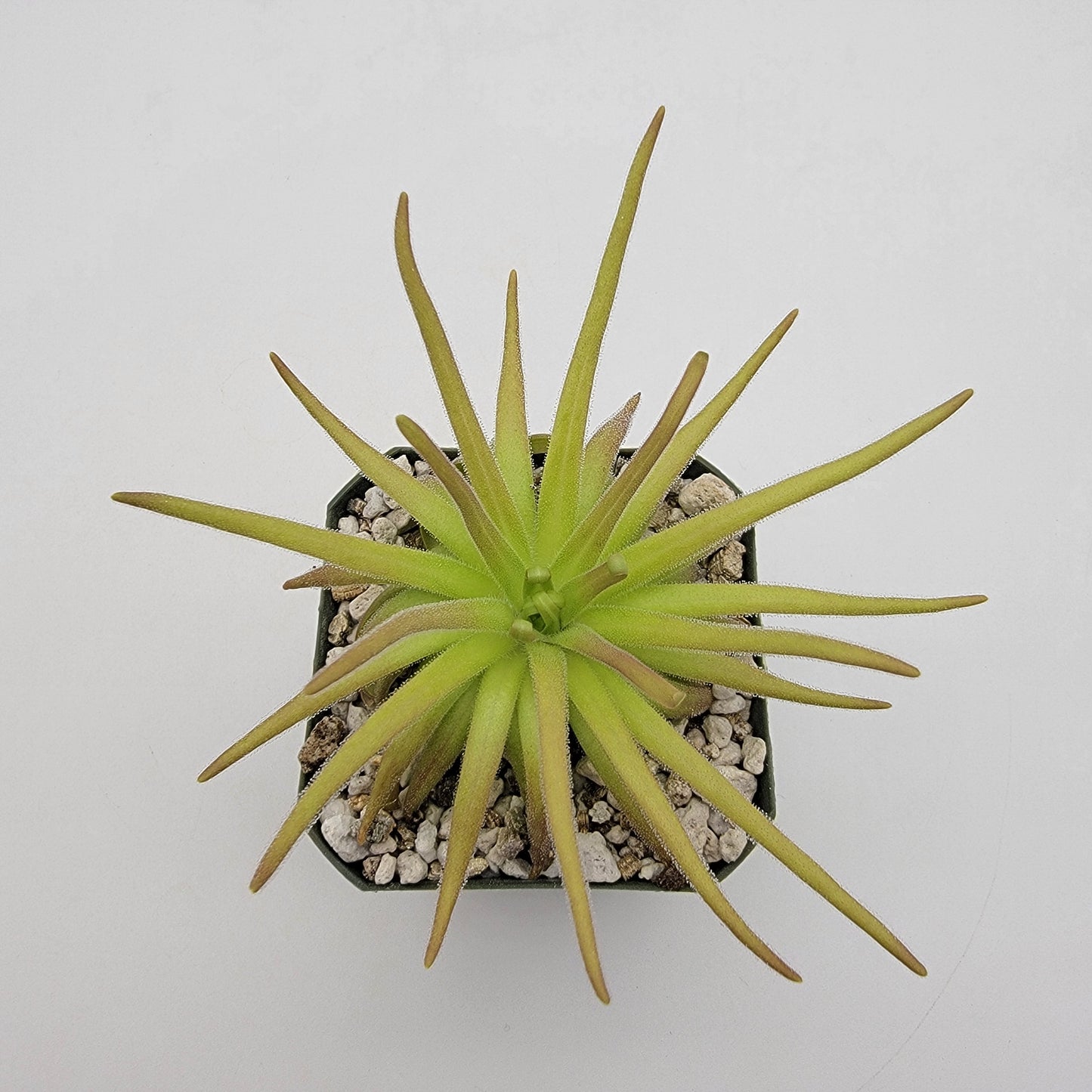 Pinguicula gypsicola x moctezumae