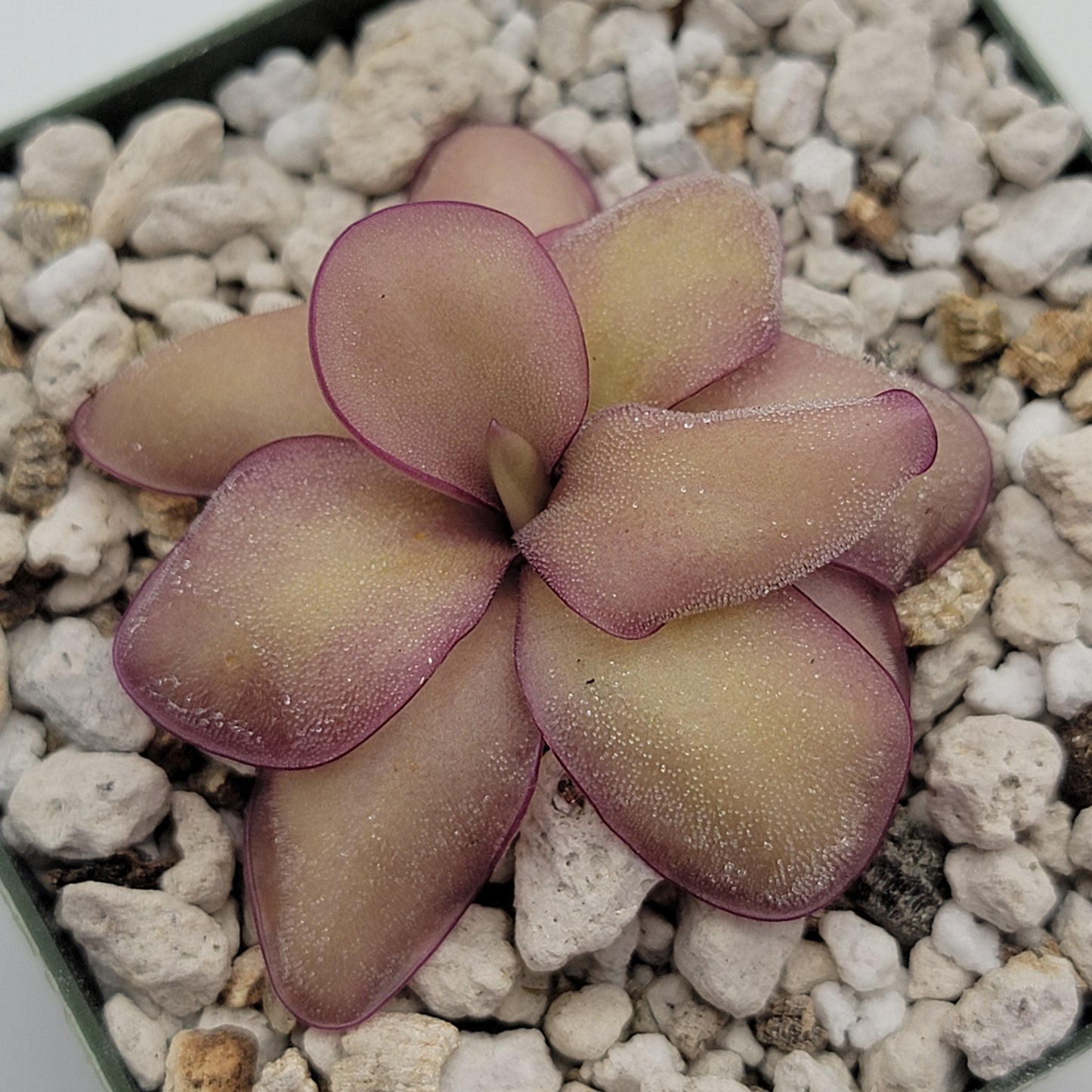 Pinguicula agnata 'El Lobo' x (laueana CP2 x emarginata)