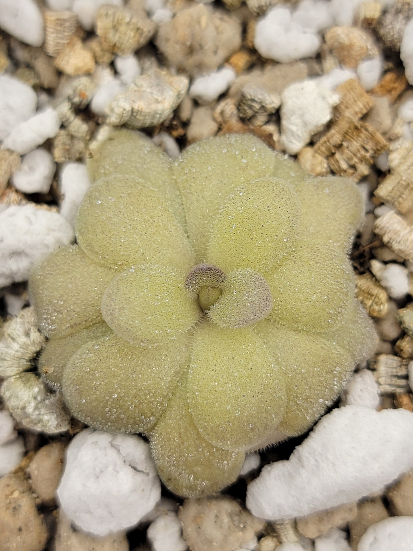 Pinguicula agnata "True Blue" x hemiepiphytica