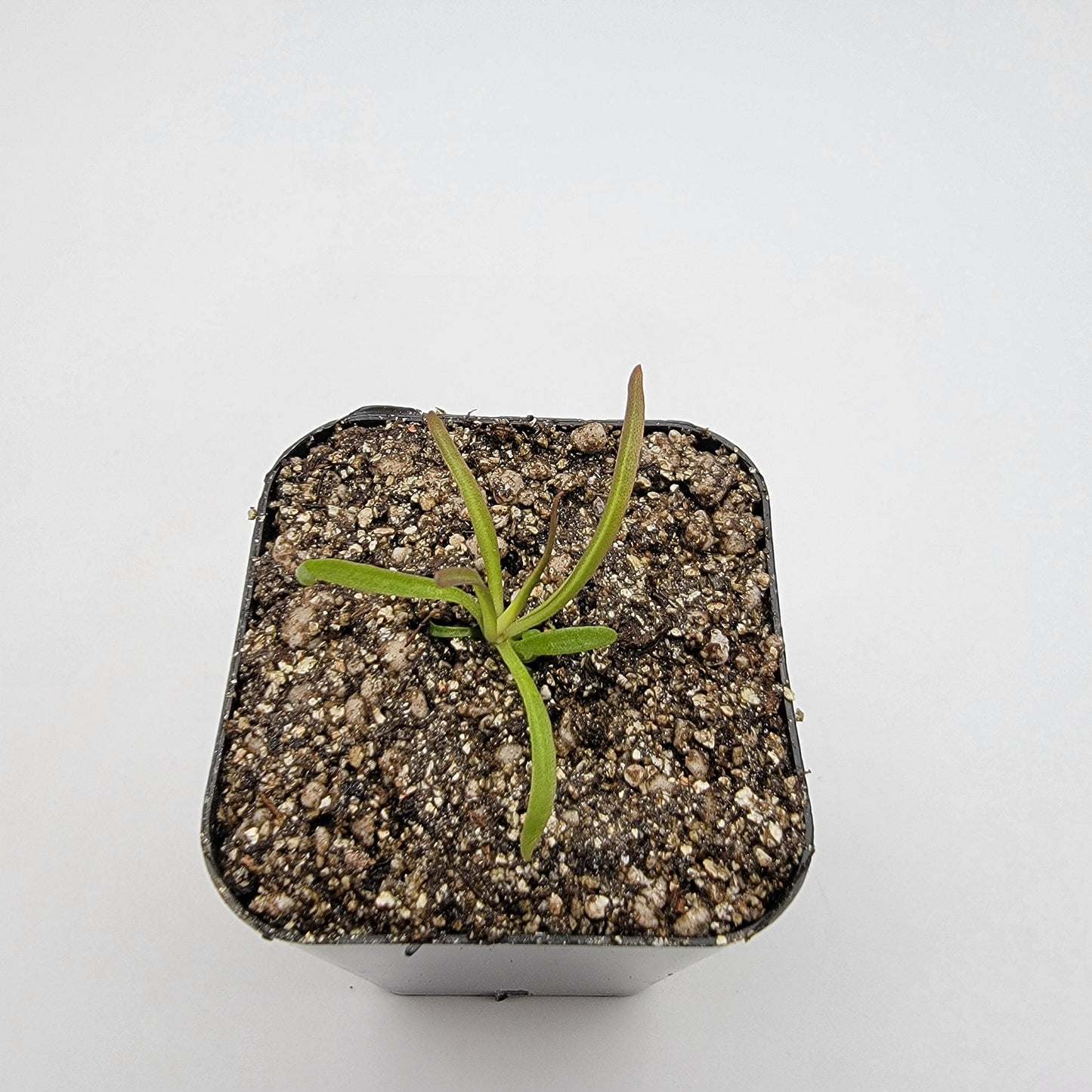 Pinguicula calderoniae {llano del conejo, San Luis Potosi}