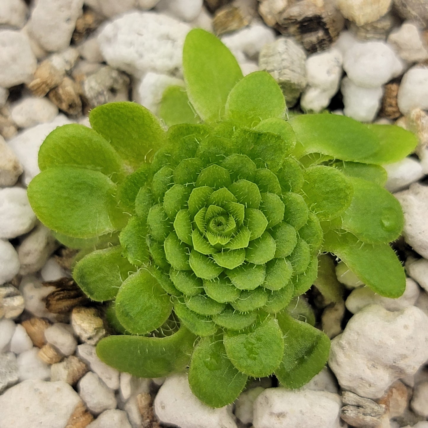 Pinguicula colimensis