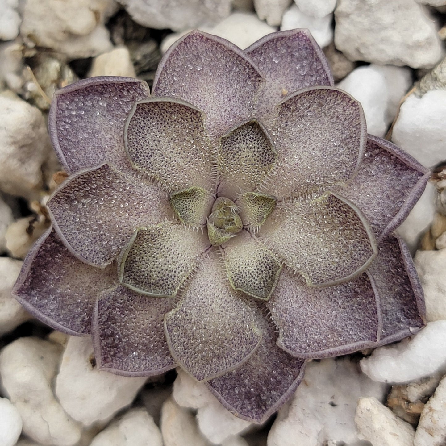 Pinguicula cyclosecta {Dulces Nombres, Nuevo León}