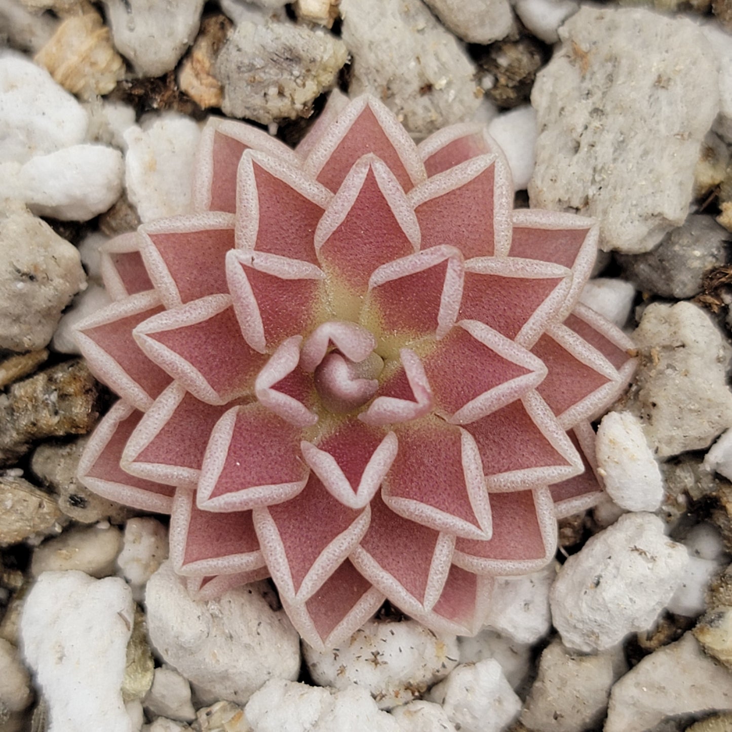 Pinguicula ehlersiae