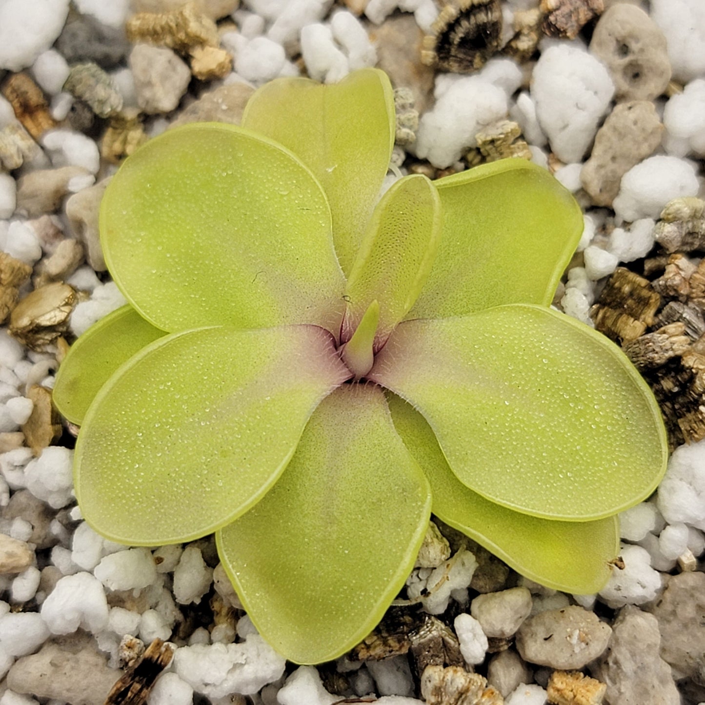 Pinguicula emarginata x cyclosecta