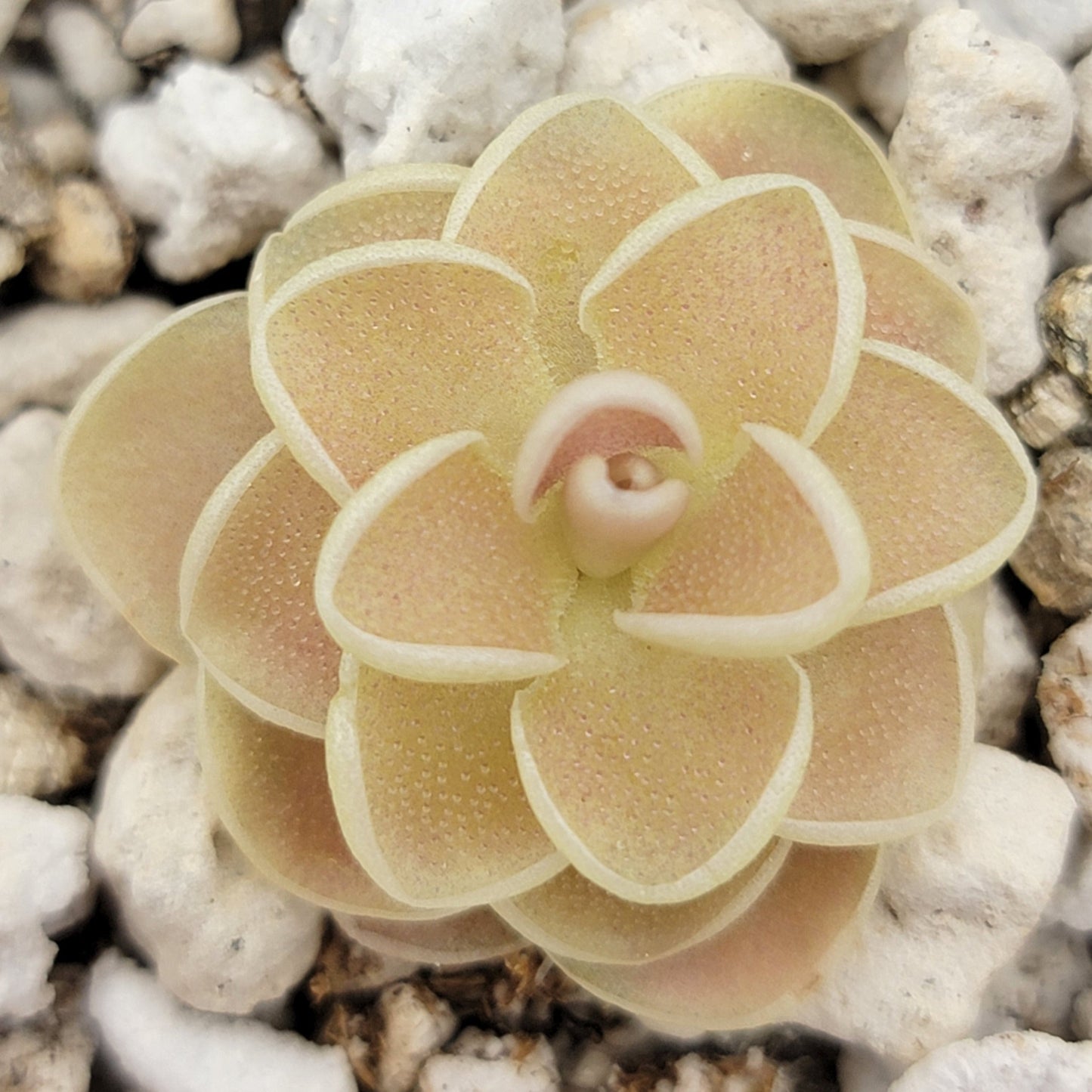 Pinguicula esseriana {Agua de León}